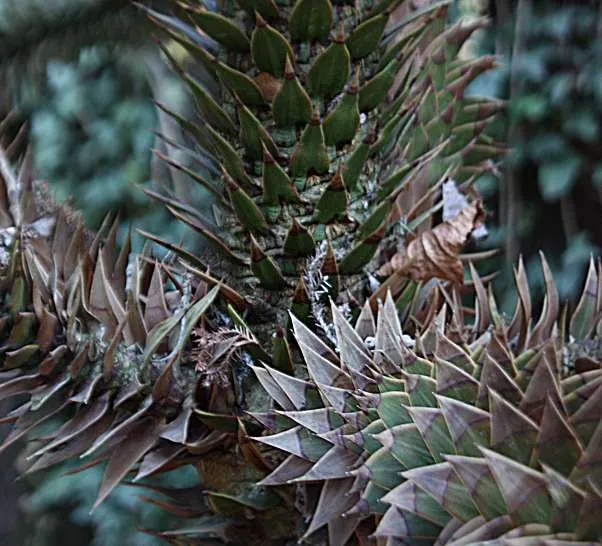 Monkey Puzzle Tree (Araucaria Araucana) — thus it requires ample space to be truly appreciated; slightly acidic soil.<br><br>The Monkey Puzzle's foliage