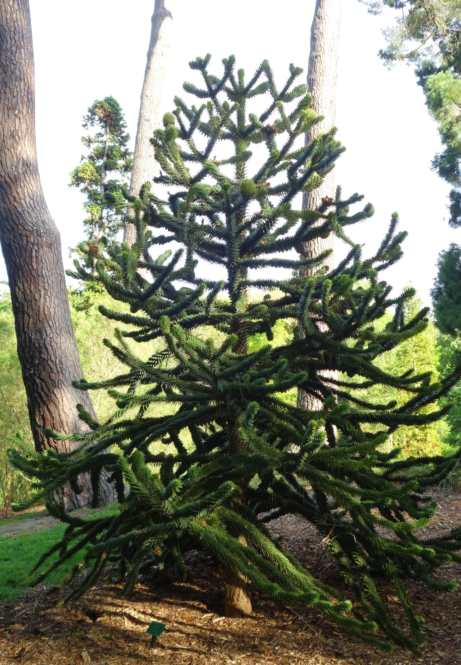 Monkey Puzzle Tree (Araucaria Araucana) — Native to Chile and Argentina; it's hardy in USDA zones 7b to 11, image 70