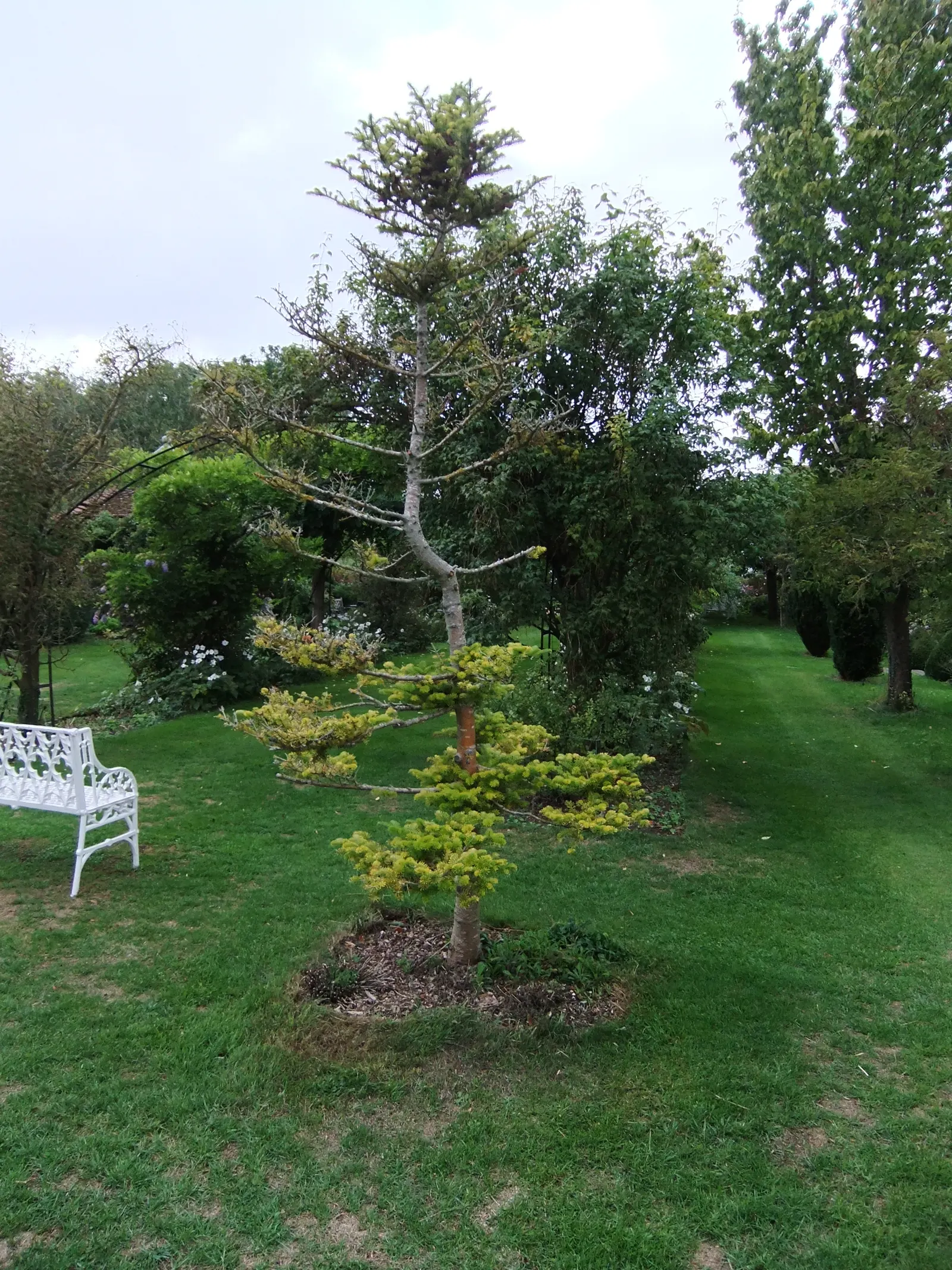 Monkey Puzzle Tree (Araucaria Araucana) — and create a plan that accommodates its future spread; this slow-growing tree requires ample space with full sun and