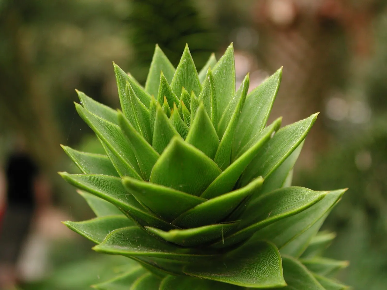 Monkey Puzzle Tree (Araucaria Araucana) — The Monkey Puzzle Tree (Araucaria araucana)
