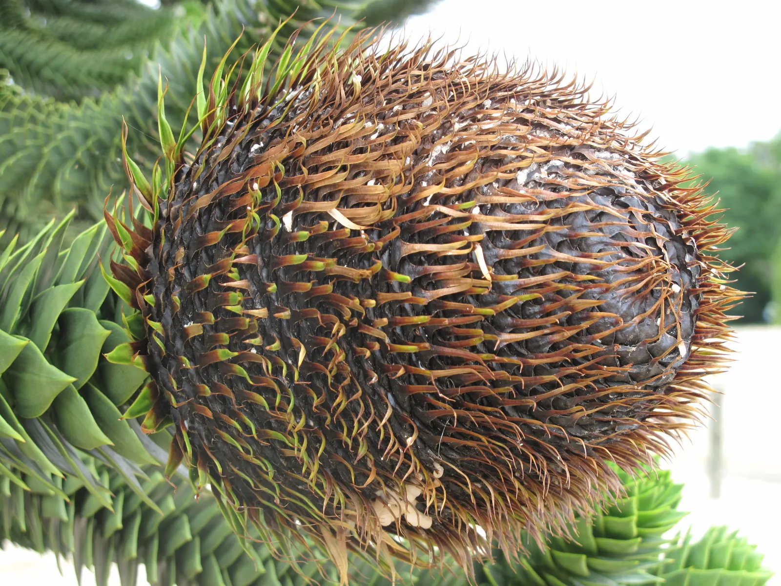 Monkey Puzzle Tree (Araucaria Araucana) — is an evergreen conifer that boasts a distinct and captivating appearance; conifer / tree for full, image 69