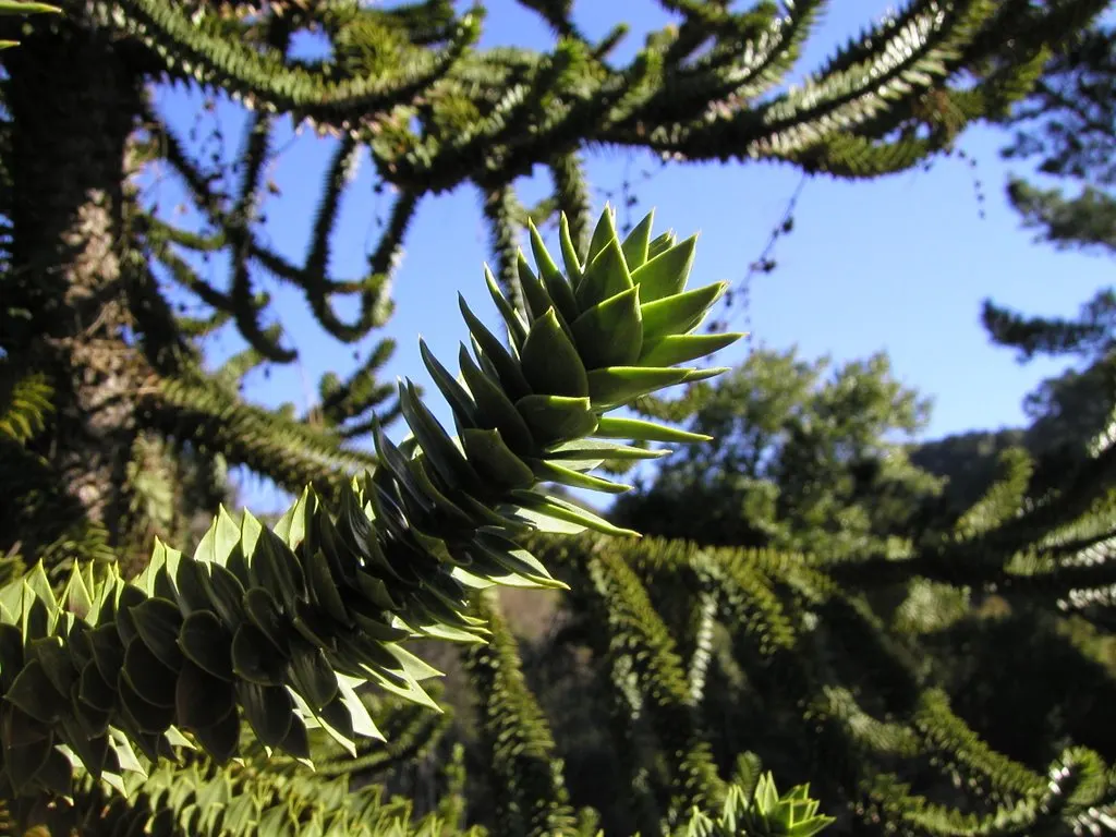 Monkey Puzzle Tree (Araucaria Araucana) — meaning male and female cones grow on separate trees