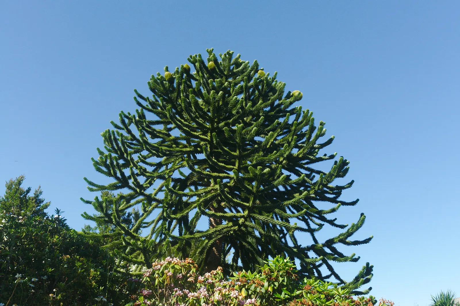 Monkey Puzzle Tree (Araucaria Araucana) — this slow-growing tree requires ample space with full sun and well-drained soil; is an evergreen conifer, image 96