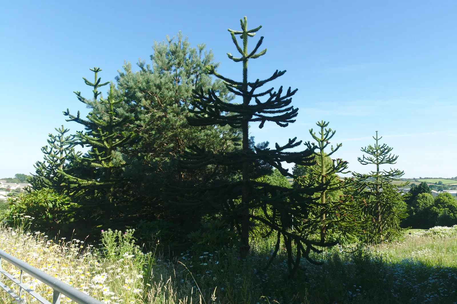 Monkey Puzzle Tree (Araucaria Araucana) — high-impact choice for any client desiring a touch of ancient intrigue in their garden space; dark green, image 89