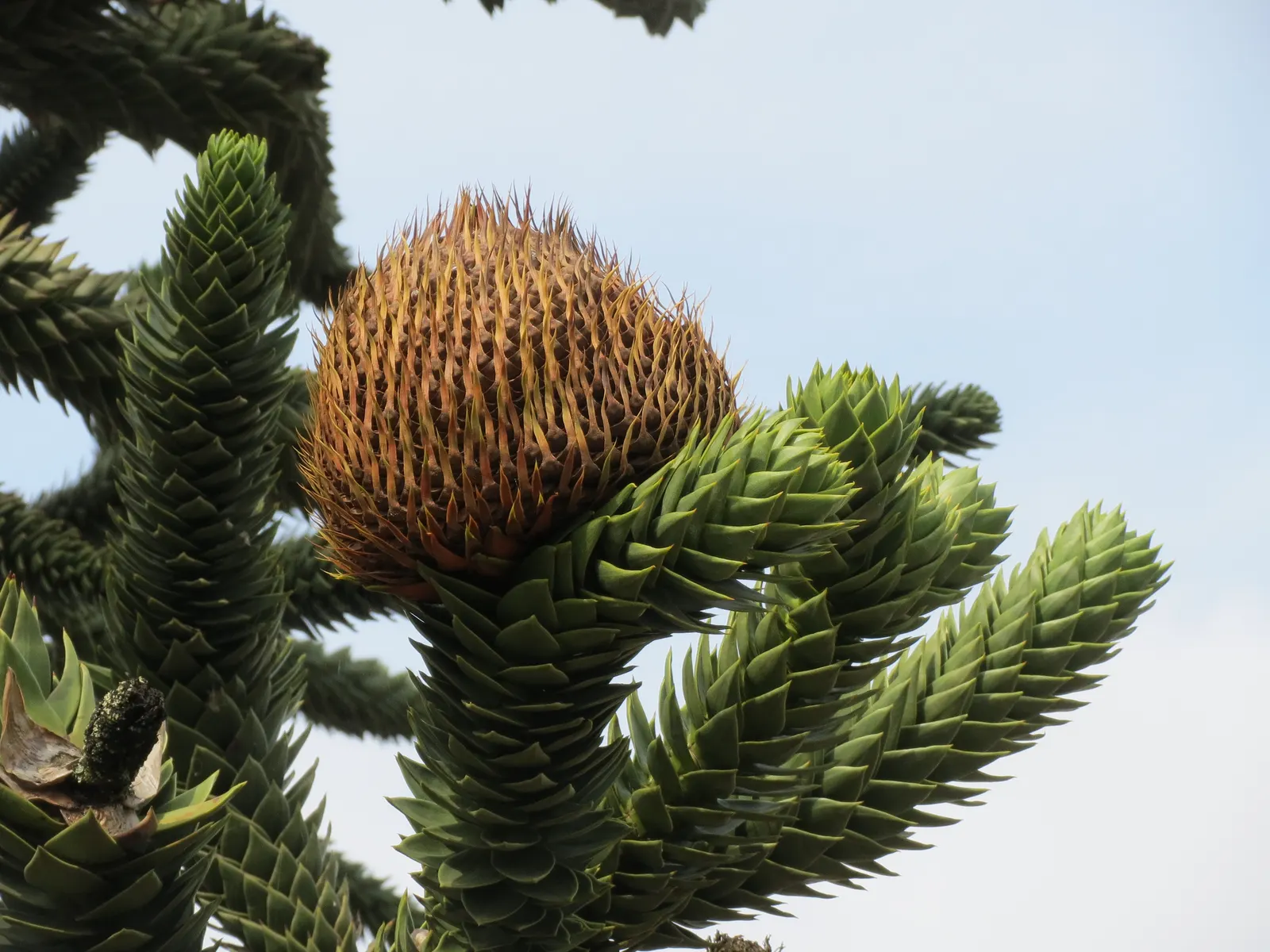 Monkey Puzzle Tree (Araucaria Araucana) — The Monkey Puzzle Tree (Araucaria araucana); its unique, sharp leaves and longevity make it a statement, image 61