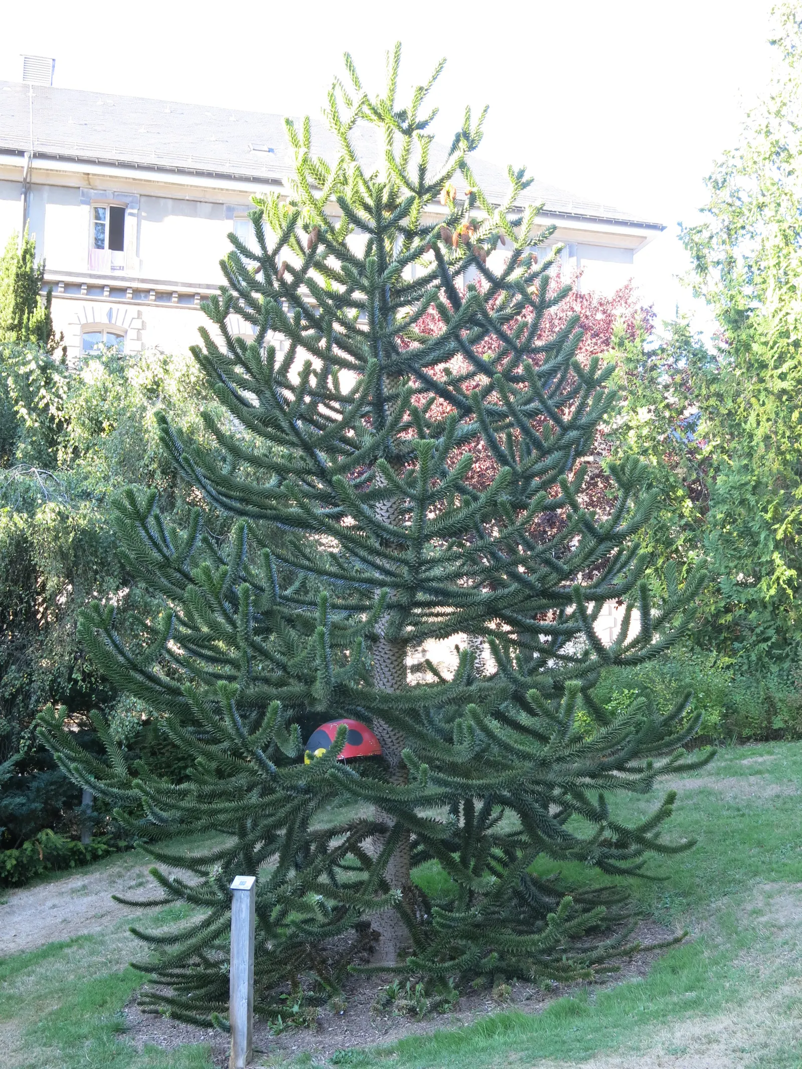 Monkey Puzzle Tree (Araucaria Araucana) — Its diameter can spread to about 20 to 30 feet at maturity; araucana reaches heights of about 30 to 50, image 75
