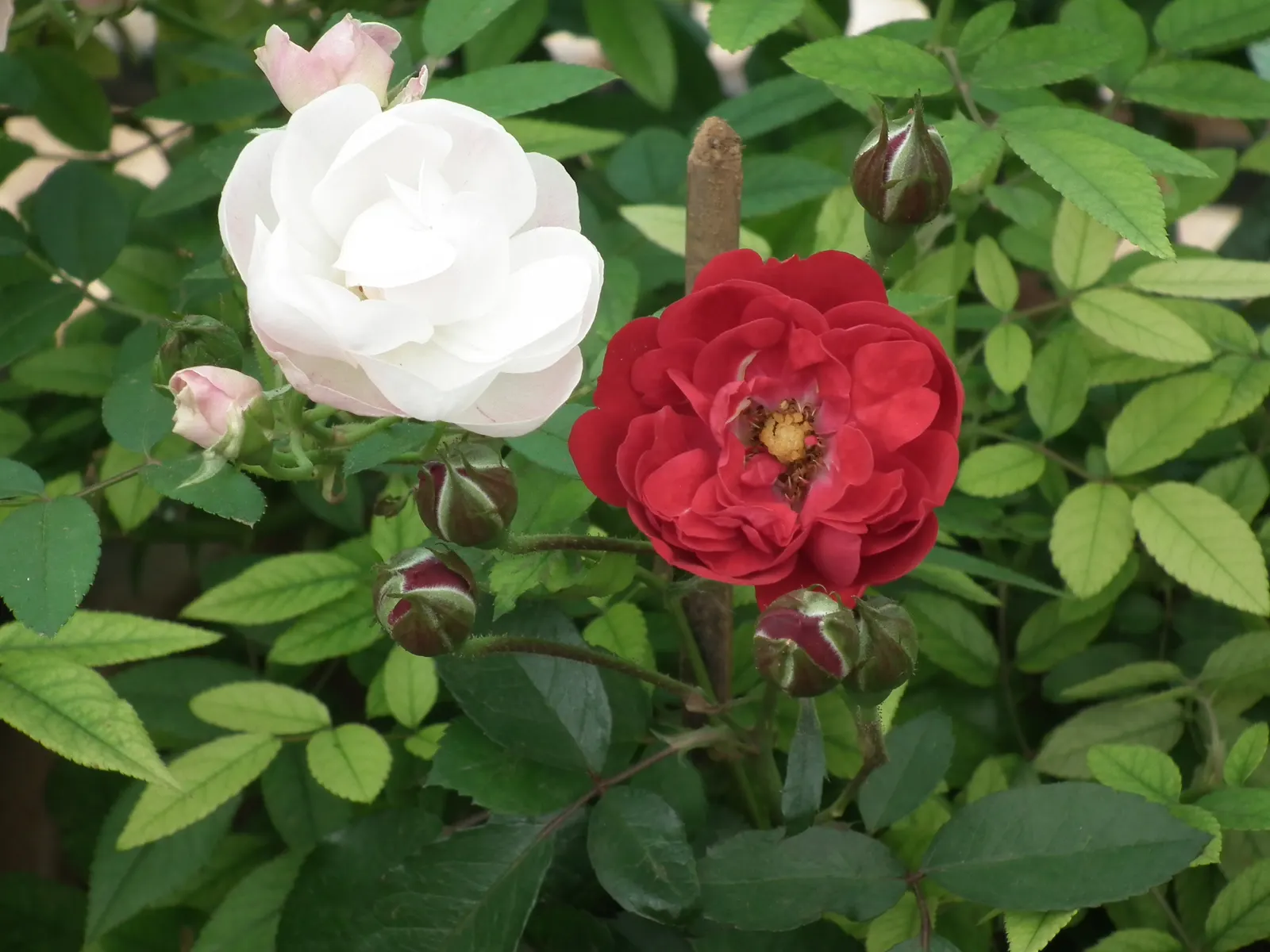 Clustered Rose (Rosa Pisocarpa) — In planning your landscape