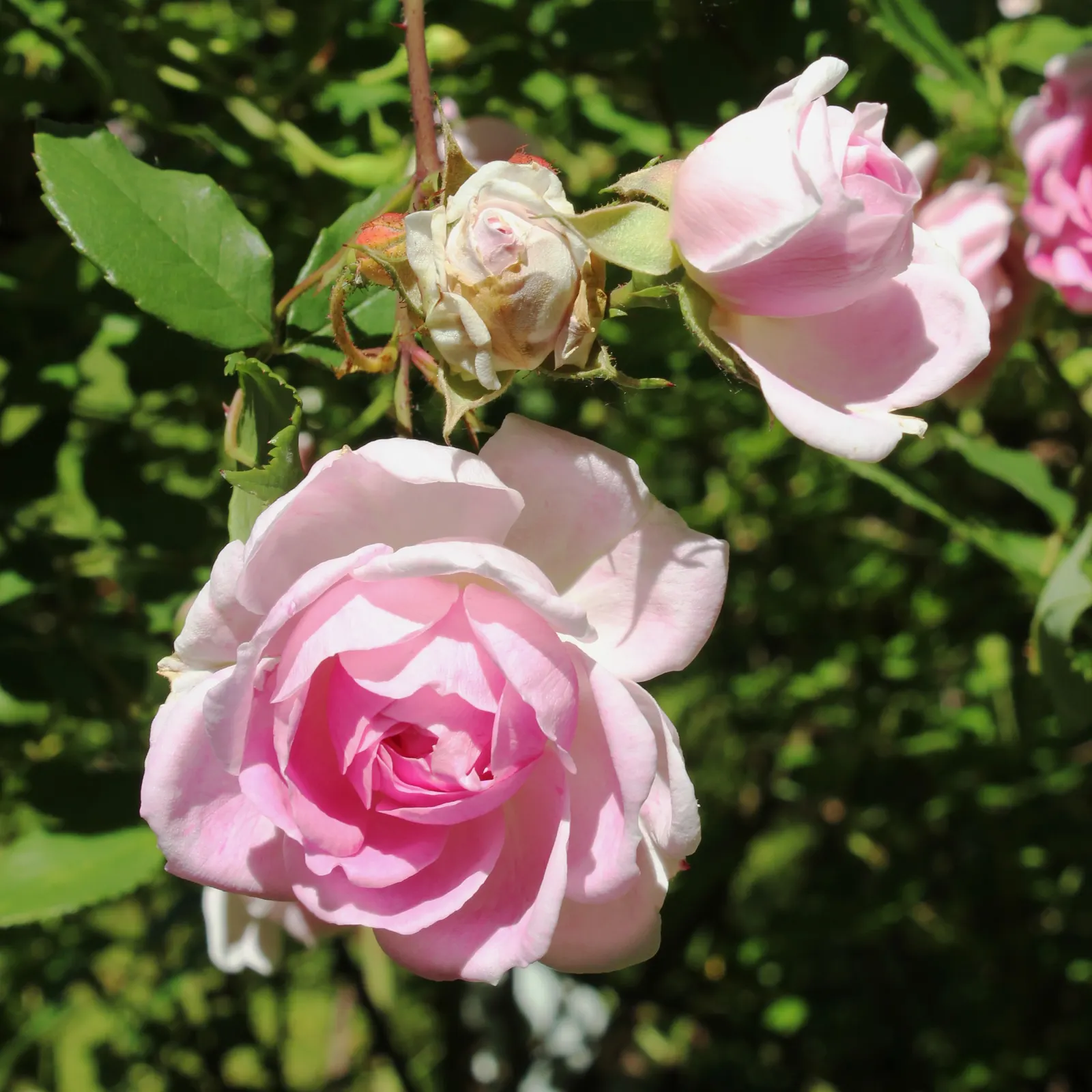 Clustered Rose (Rosa Pisocarpa) — the Clustered Rose will indeed be a cherished addition to your garden ensemble