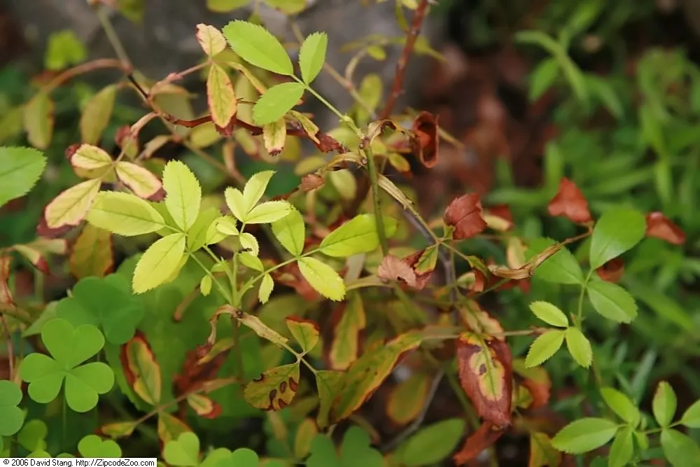 Clustered Rose (Rosa Pisocarpa) — the Clustered Rose will indeed be a cherished addition to your garden ensemble; famed for its tightly grouped pink blossoms