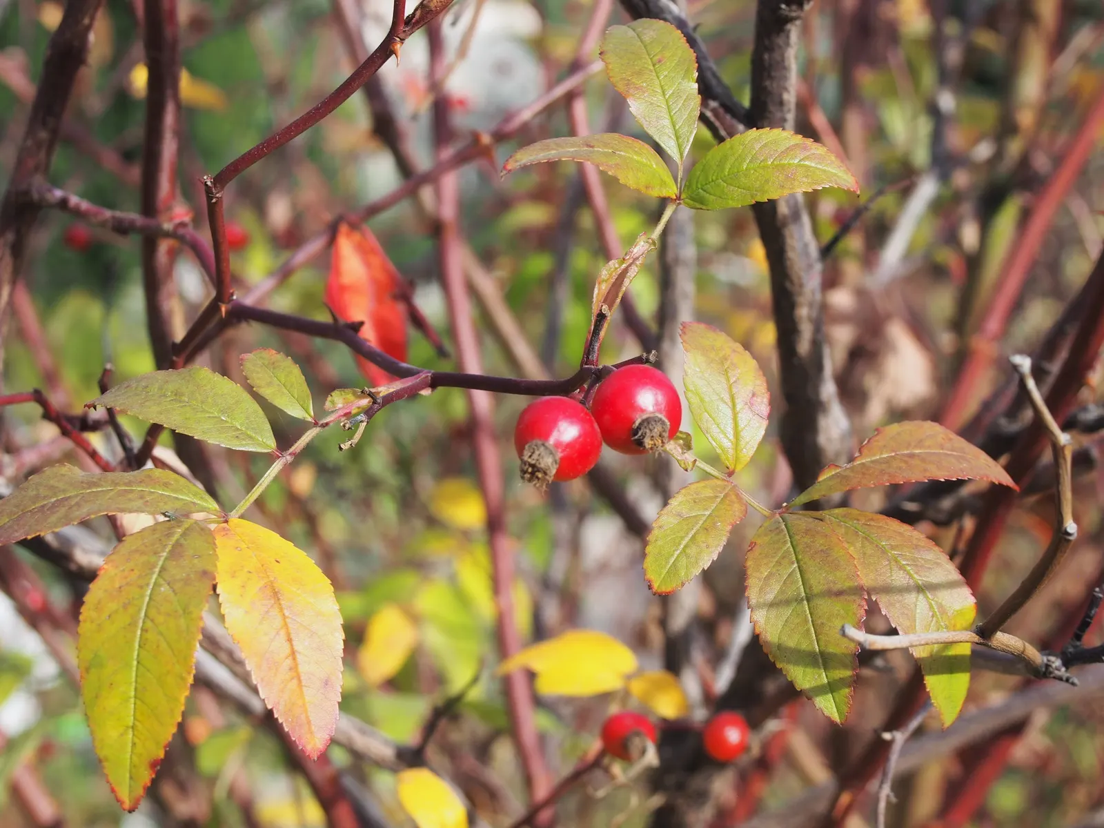 Clustered Rose (Rosa Pisocarpa) — which are around 0.5 inches in diameter; this deciduous shrub typically reaches a moderate height of 3 to 6 feet, image 74