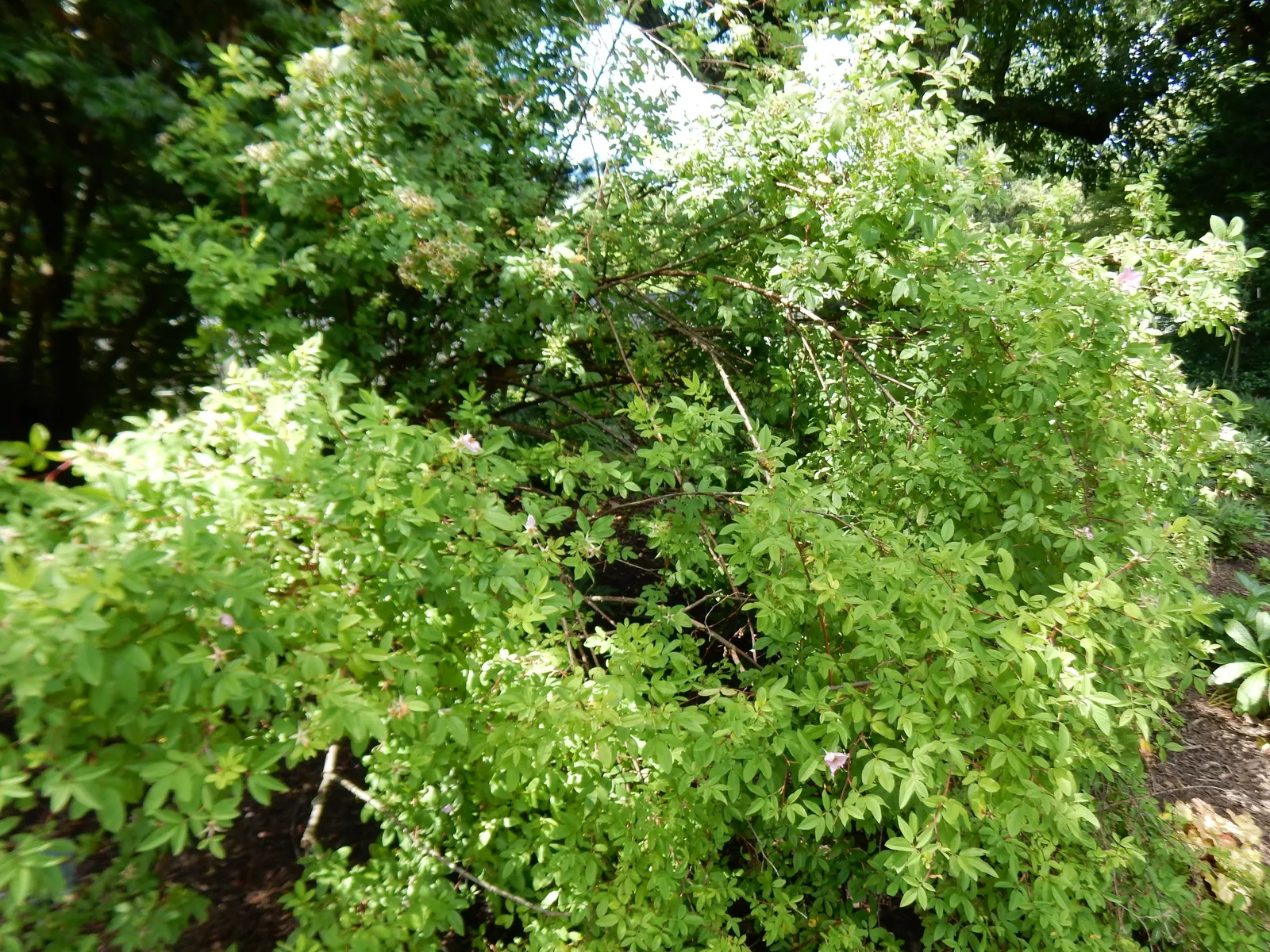 Clustered Rose (Rosa Pisocarpa) — shrub for full or half