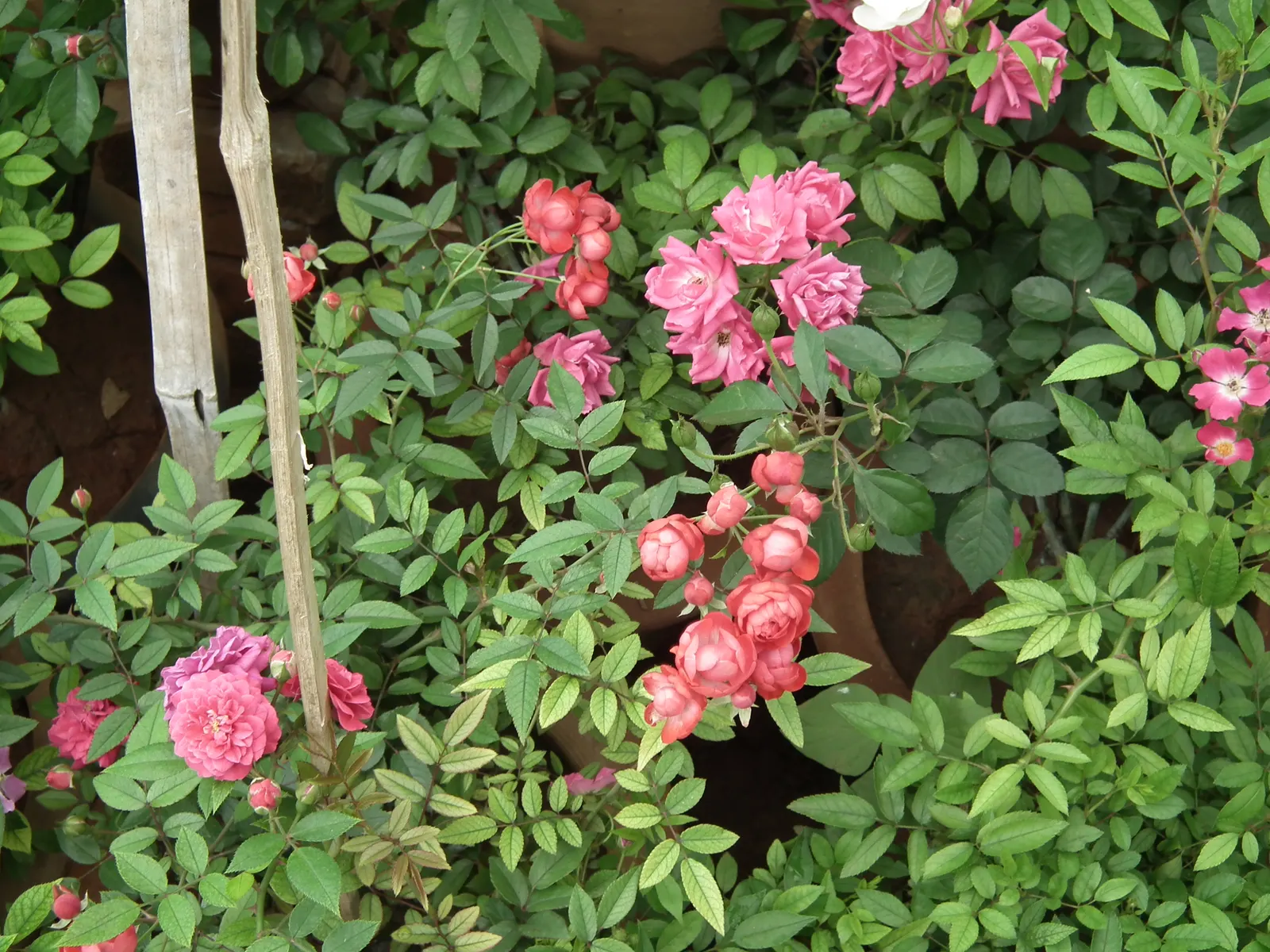 Clustered Rose (Rosa Pisocarpa) — This species' adaptability makes it a versatile choice for rain gardens