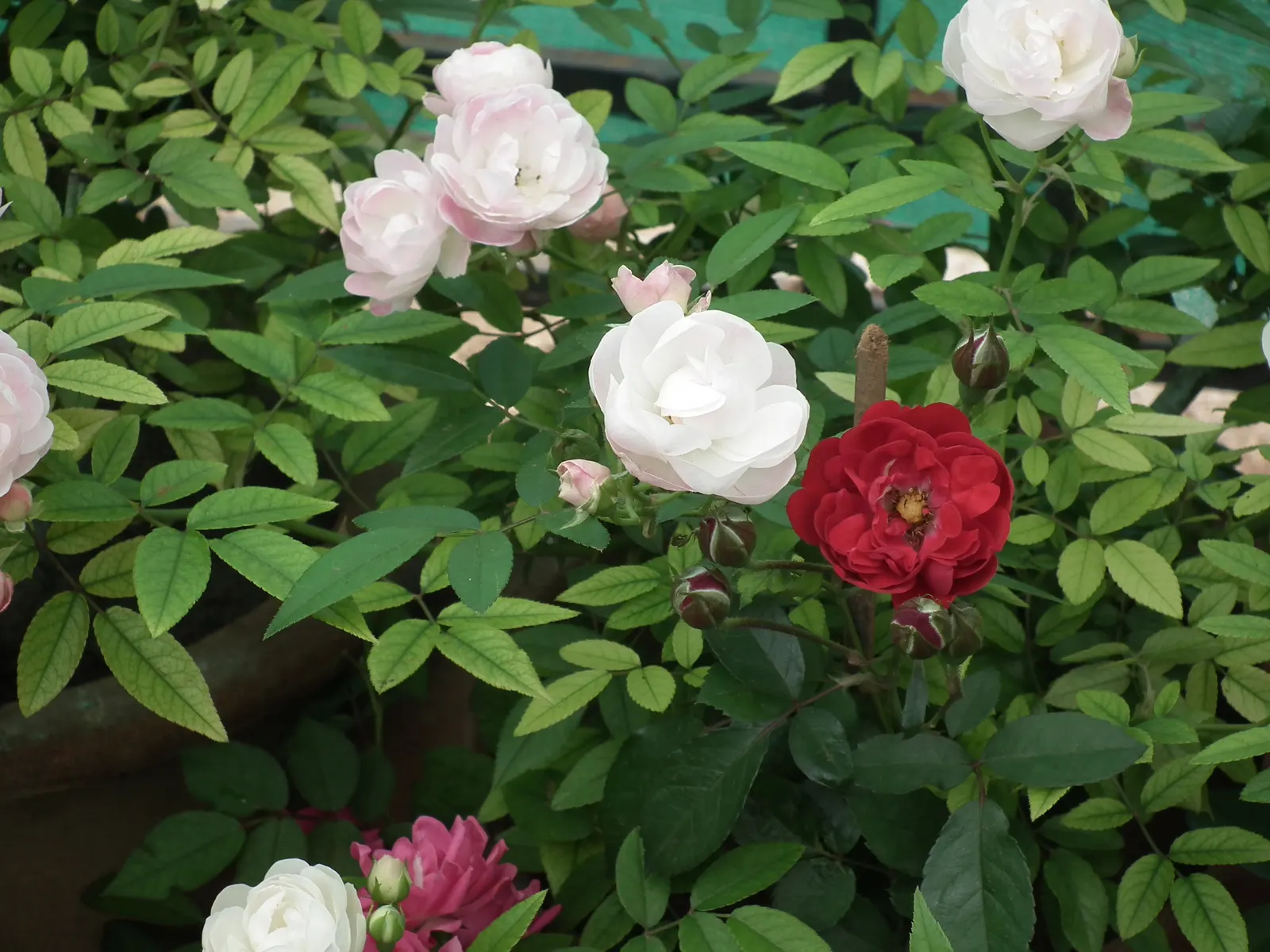 Clustered Rose (Rosa Pisocarpa) — This deciduous shrub typically reaches a moderate height of 3 to 6 feet and can spread equally wide; which are, image 67