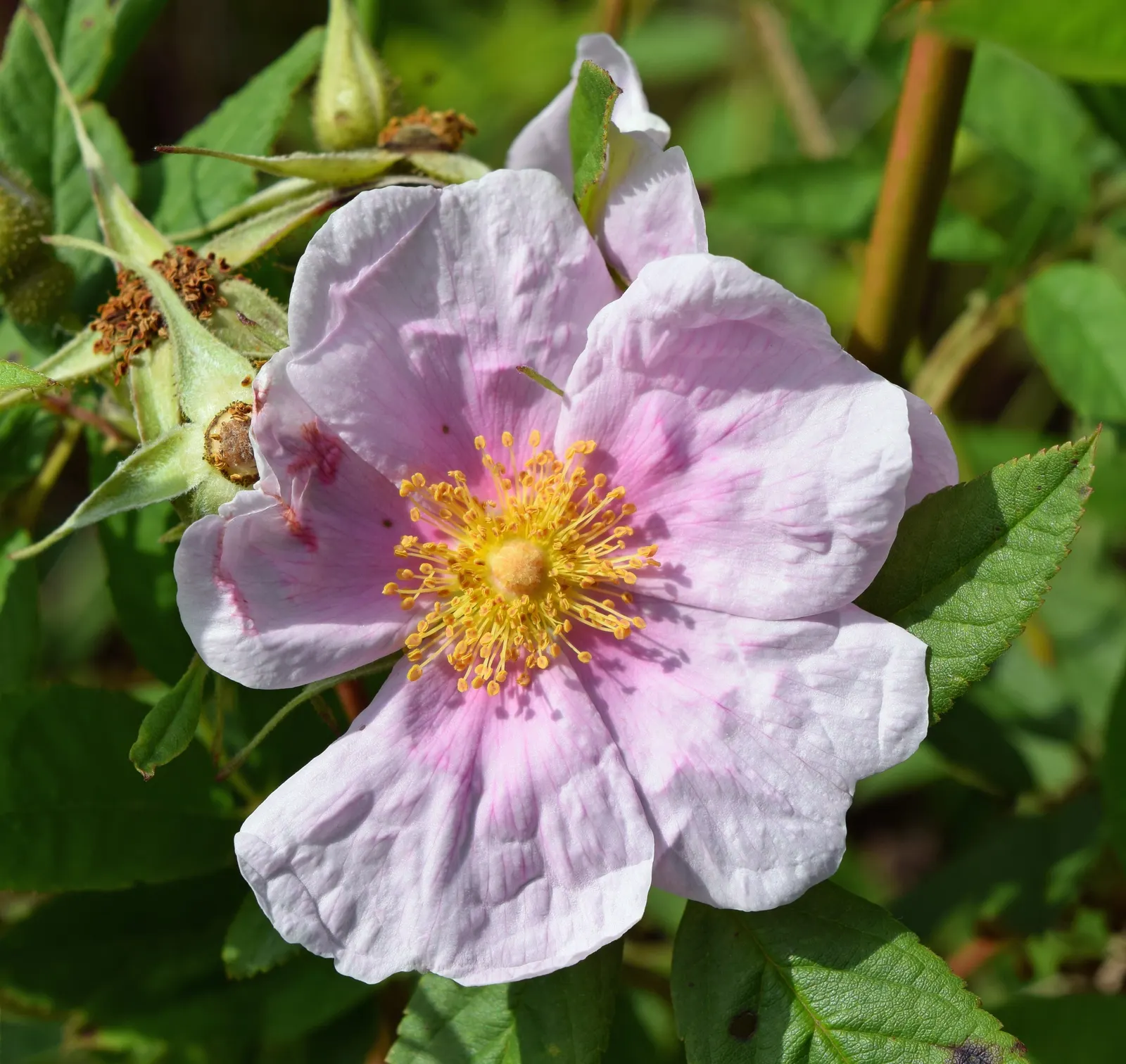 Clustered Rose (Rosa Pisocarpa) — reaching heights of 3-6 feet; which are around 0.5 inches in diameter