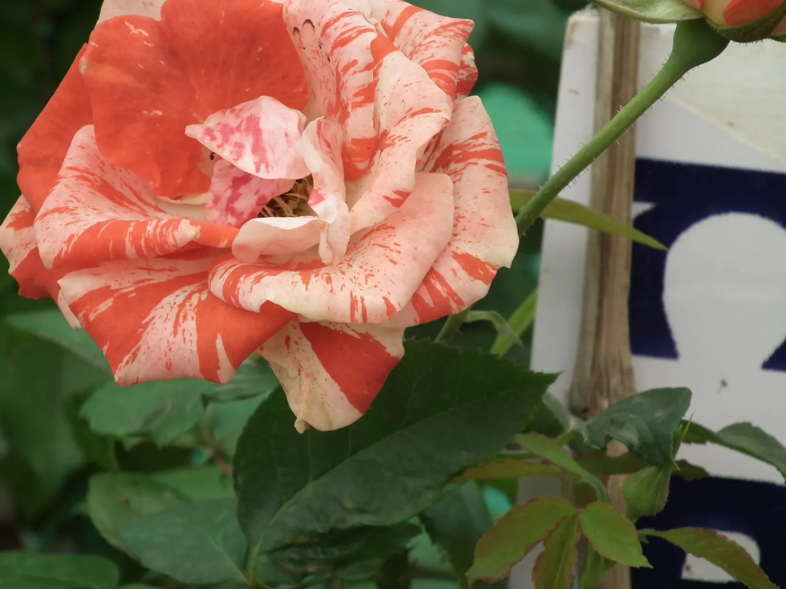 Clustered Rose (Rosa Pisocarpa) — With its natural grace and ecological benefits; the Clustered Rose will indeed be a cherished addition to your garden ensemble