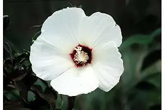 Clustered Rose (Rosa Pisocarpa) — and anticipate occasional maintenance to manage its fast-growing tendencies; which are around 0.5 inches in diameter