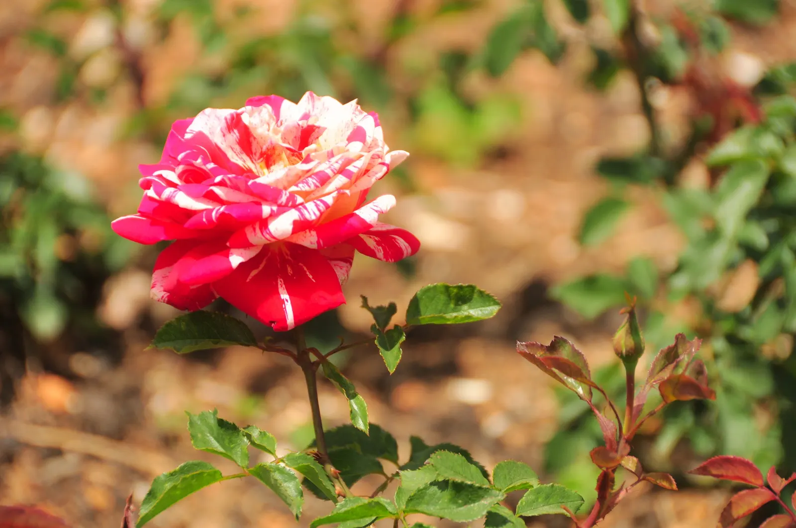 Clustered Rose (Rosa Pisocarpa) — which are around 0.5 inches in diameter; this deciduous shrub typically reaches a moderate height of 3 to 6 feet and can