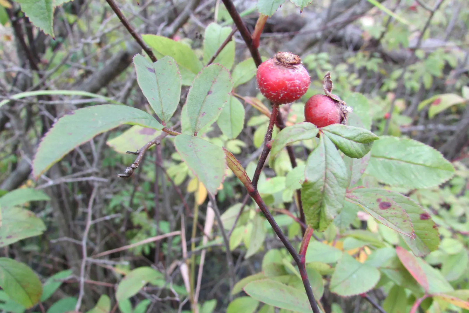 Clustered Rose (Rosa Pisocarpa) — commonly referred to as the Clustered Rose or Swamp Rose
