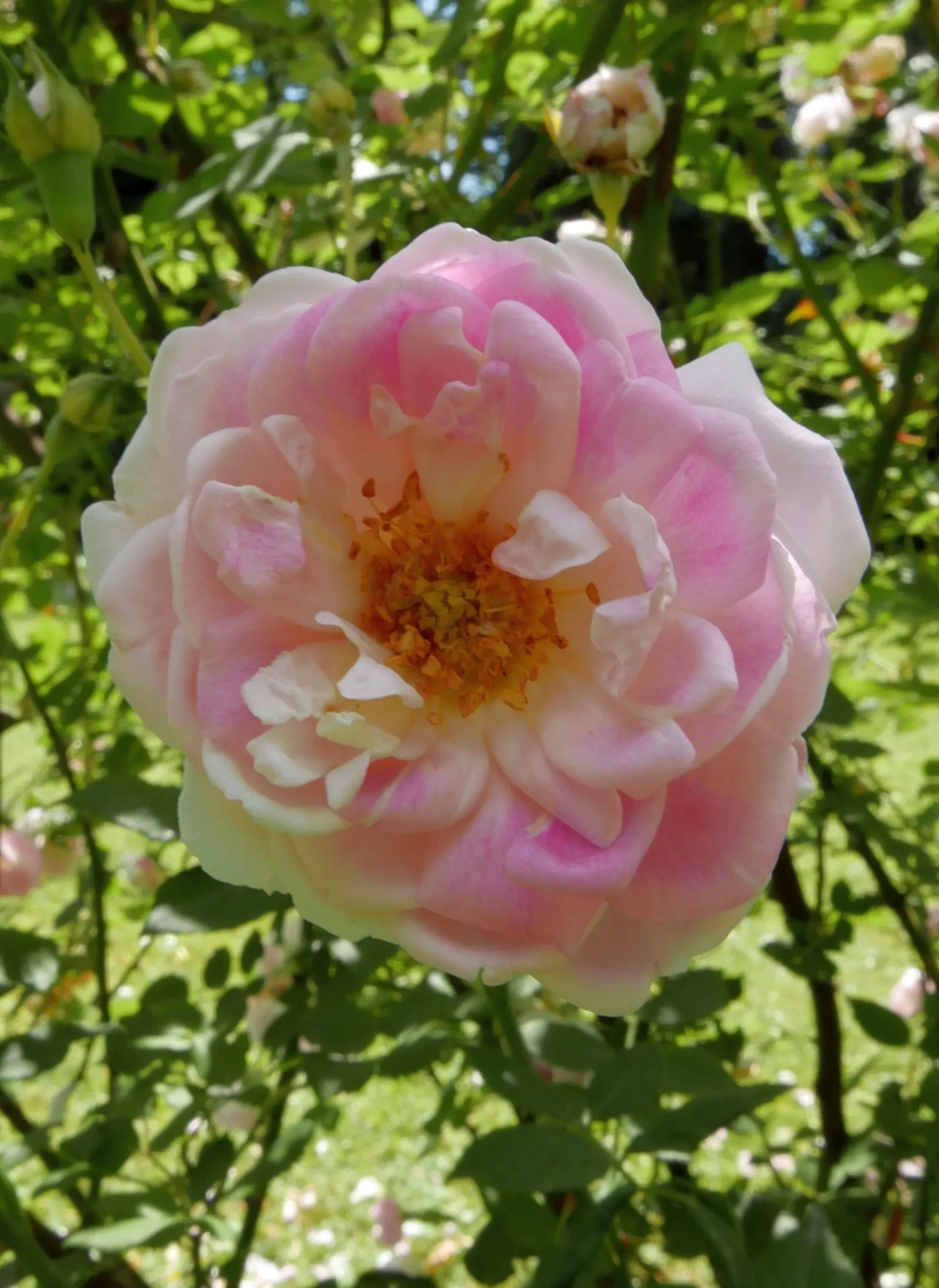 Clustered Rose (Rosa Pisocarpa) — commonly referred to as the Clustered Rose or Swamp Rose; famed for its tightly grouped pink blossoms, it provides a vibrant