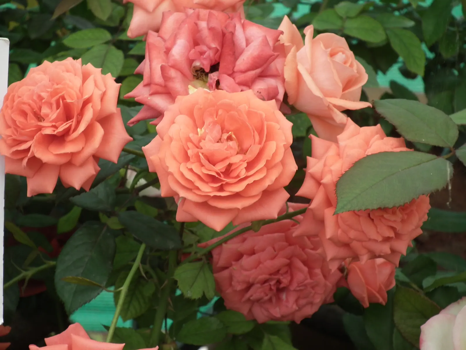 Clustered Rose (Rosa Pisocarpa) — This species' adaptability makes it a versatile choice for rain gardens; the Clustered Rose will indeed be a cherished