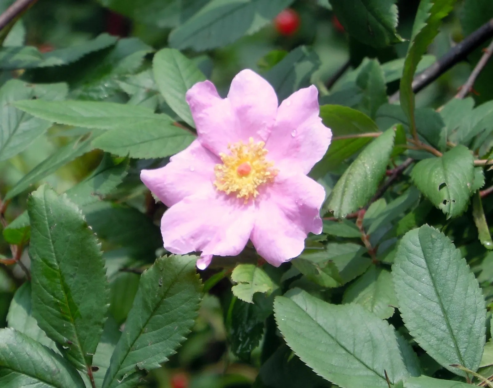 Clustered Rose (Rosa Pisocarpa) — Hardy from Zones 4 to 8, it requires minimal maintenance; which are around 0.5 inches in diameter