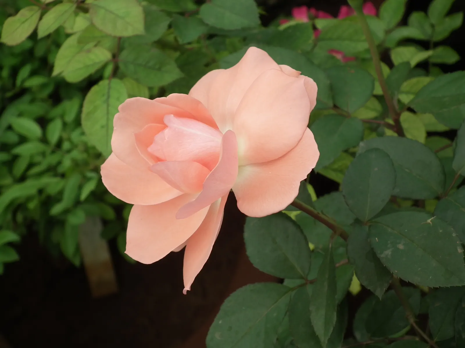 Clustered Rose (Rosa Pisocarpa) — deciduous shrub native to North America; this deciduous shrub typically reaches a moderate height of 3 to 6 feet and can