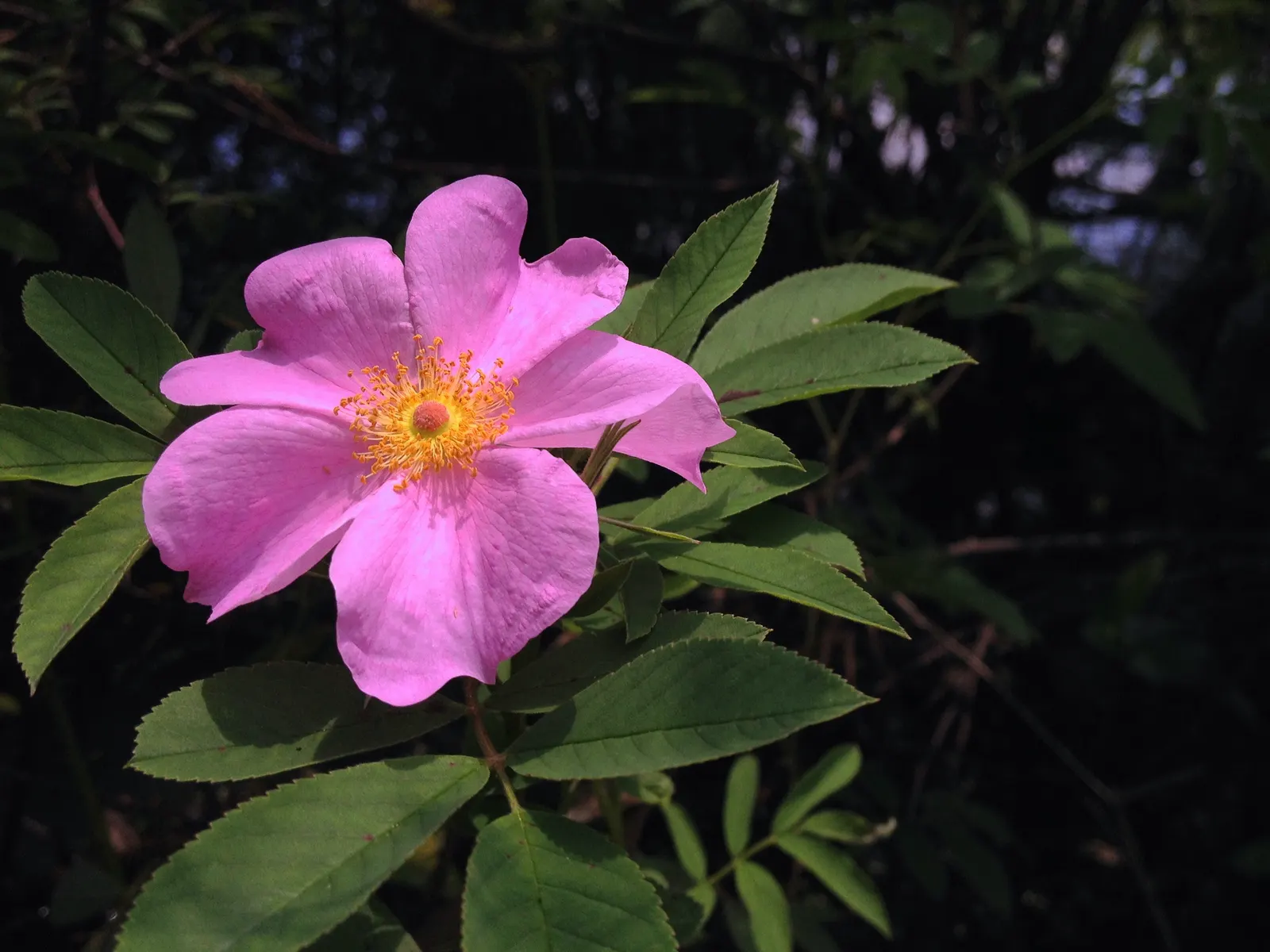 Clustered Rose (Rosa Pisocarpa) — fragrant aroma that lures pollinators to the garden space; which are around 0.5 inches in diameter