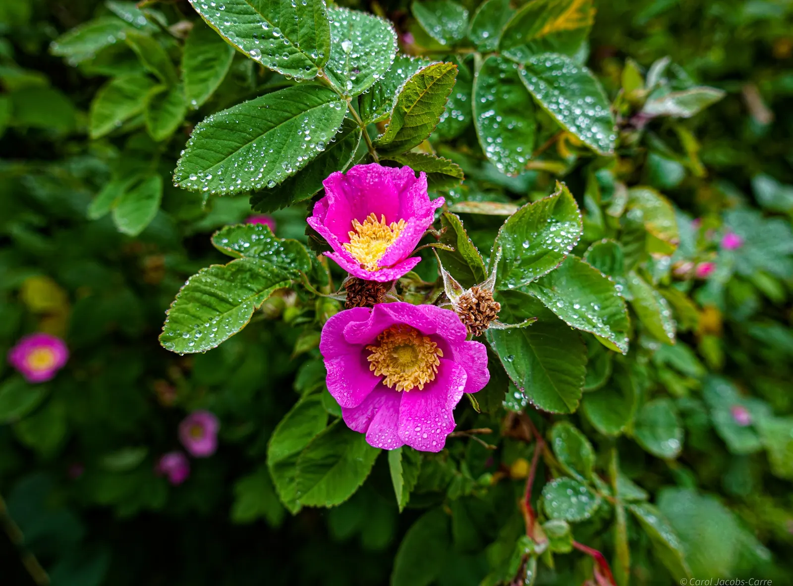 Clustered Rose (Rosa Pisocarpa) — This deciduous shrub typically reaches a moderate height of 3 to 6 feet and can spread equally wide; which are around 0.5