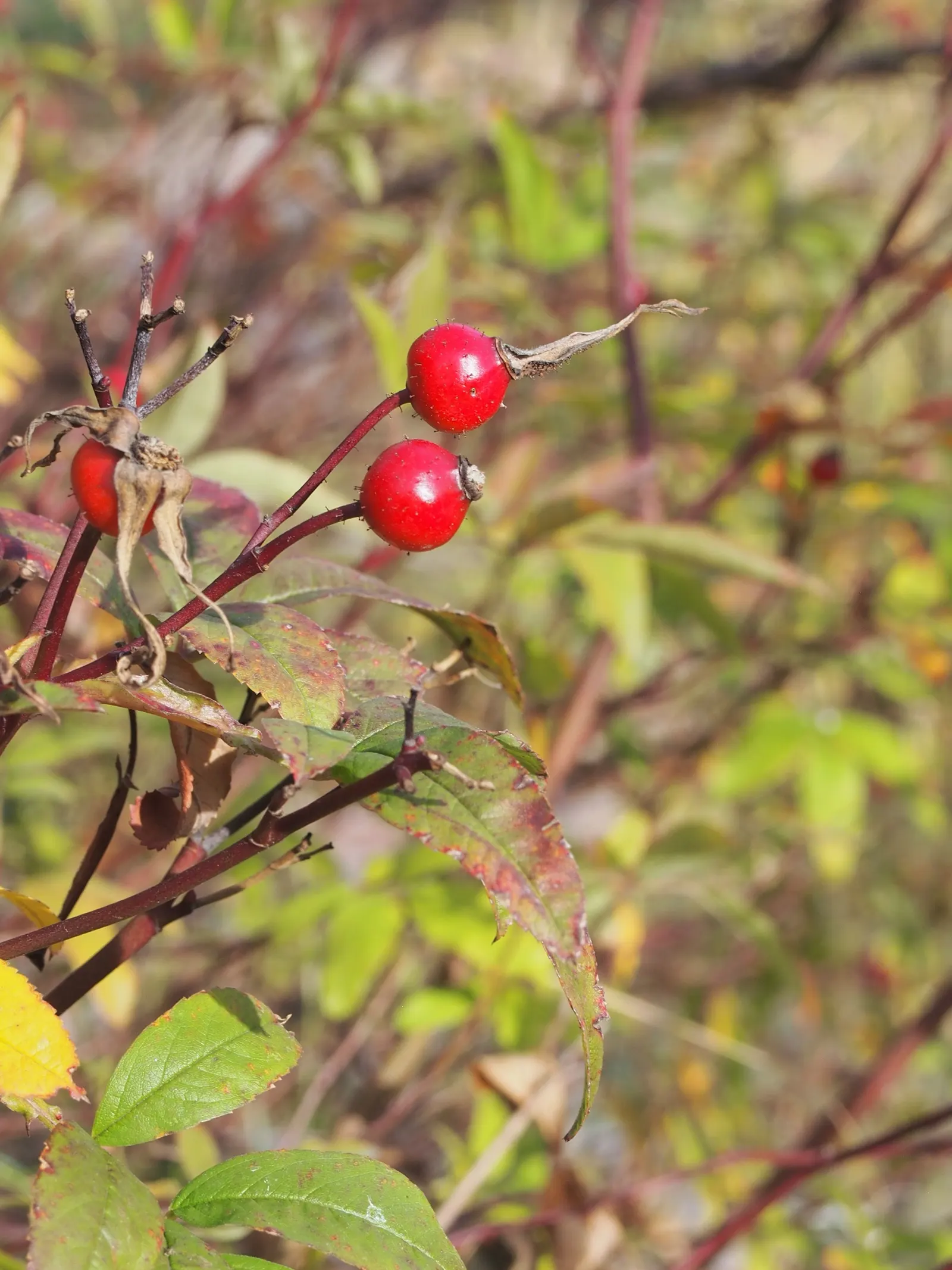 Clustered Rose (Rosa Pisocarpa) — is a charming and resilient North American native that adds a touch of wild beauty to your garden landscape; this, image 66