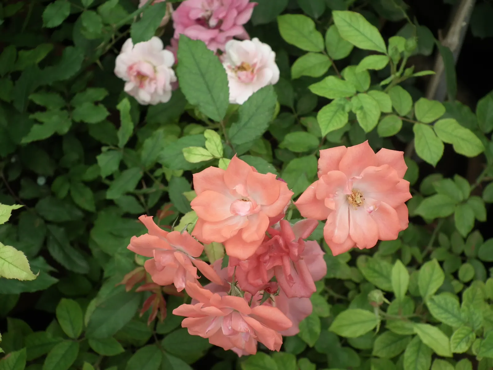 Clustered Rose (Rosa Pisocarpa) — Each soft-pink bloom spans roughly 2 inches across and emanates a gentle