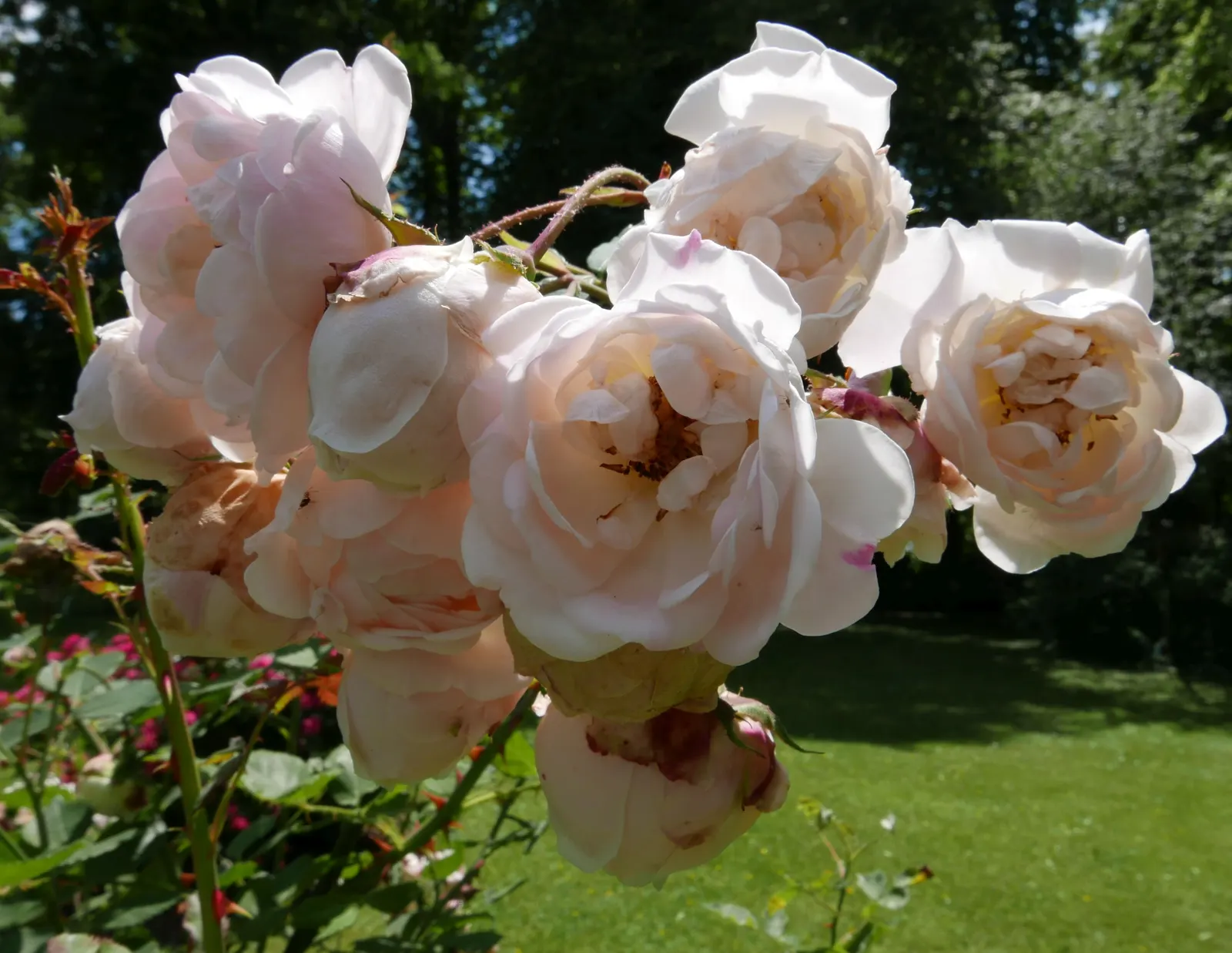 Clustered Rose (Rosa Pisocarpa) — the Clustered Rose creates a vibrant backdrop for its delicate blossoms; the Clustered Rose will indeed be a, image 68