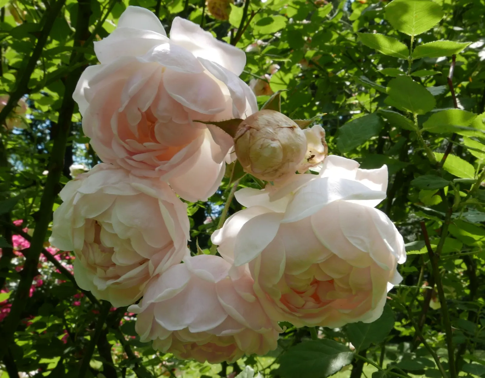 Clustered Rose (Rosa Pisocarpa) — In planning your landscape; famed for its tightly grouped pink blossoms, it provides a vibrant display from late spring to