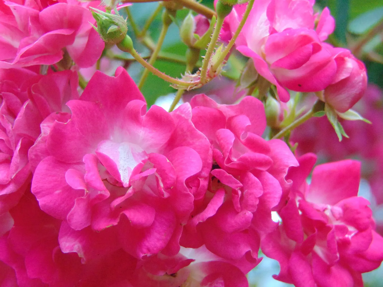 Clustered Rose (Rosa Pisocarpa) — With its natural grace and ecological benefits
