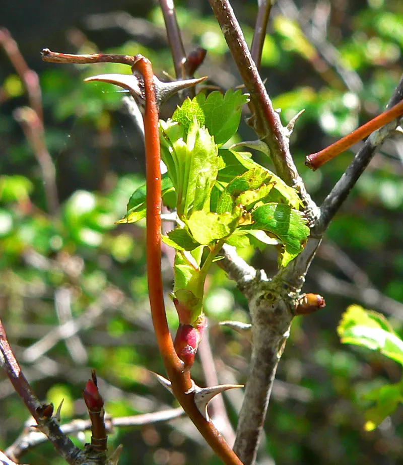 Clustered Rose (Rosa Pisocarpa) — is a charming and resilient North American native that adds a touch of wild beauty to your garden landscape; this deciduous