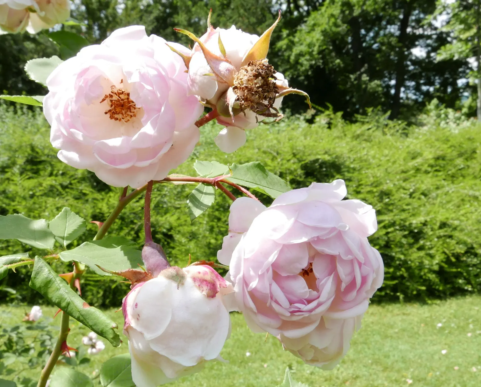 Clustered Rose (Rosa Pisocarpa) — reaching heights of 3-6 feet; which are around 0.5 inches in diameter, image 59