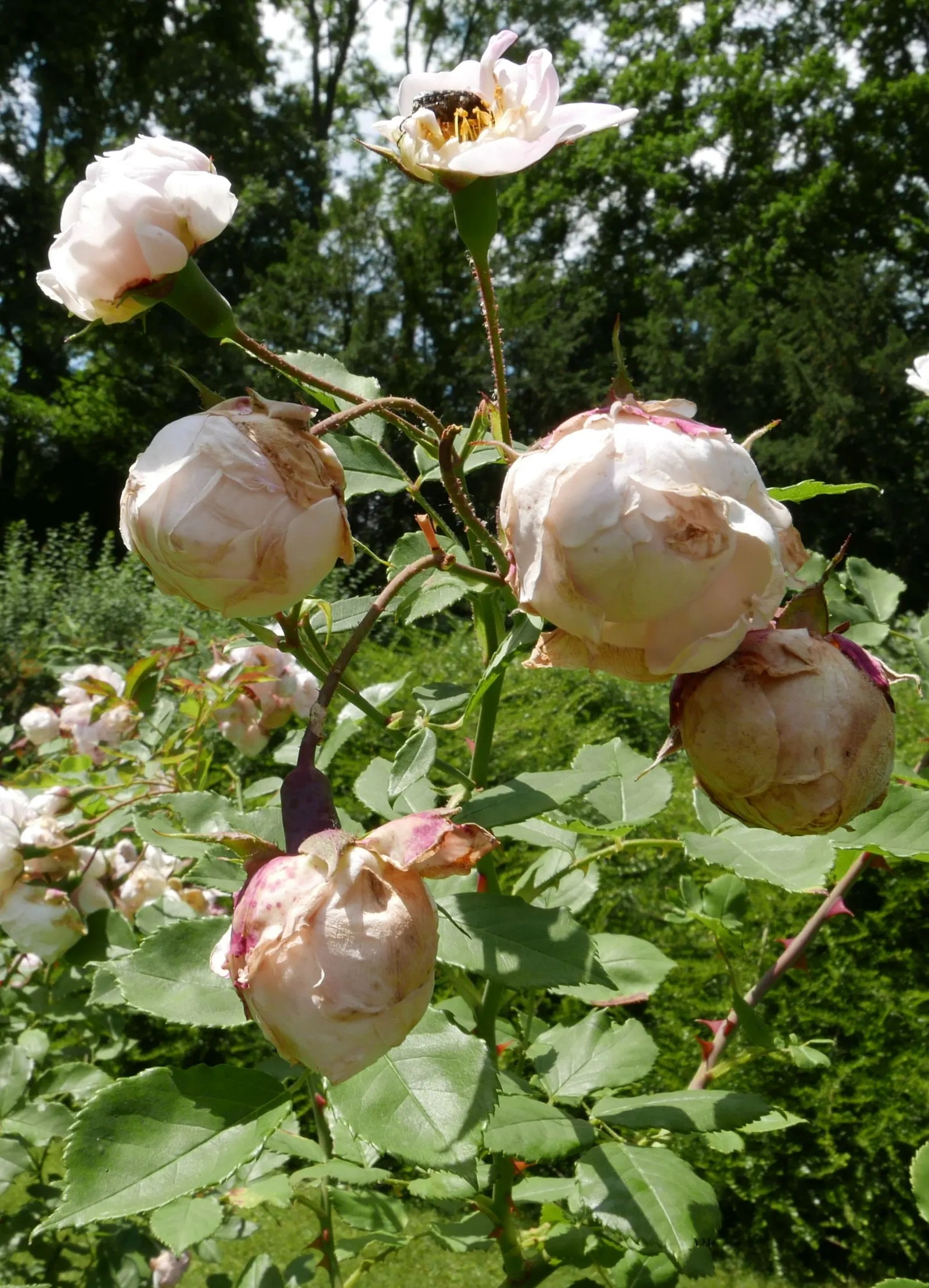 Clustered Rose (Rosa Pisocarpa) — well-drained soils with full to partial sun exposure; which are around 0.5 inches in diameter