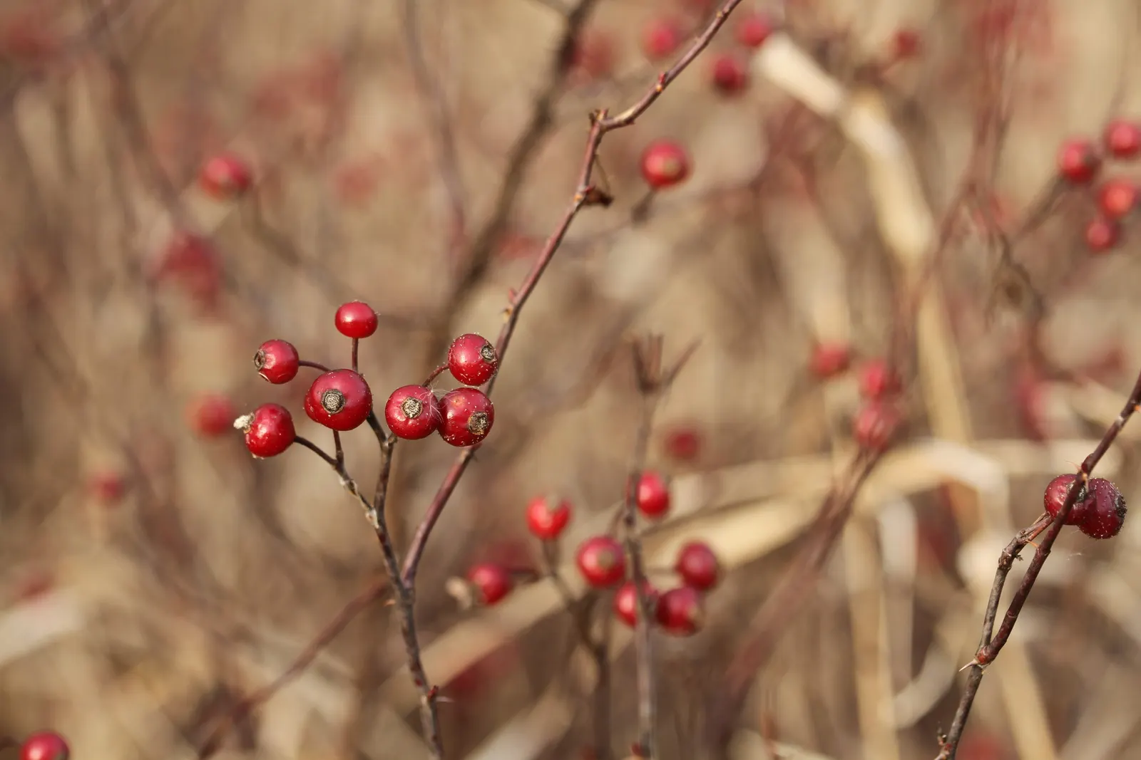 Clustered Rose (Rosa Pisocarpa) — deciduous shrub native to North America