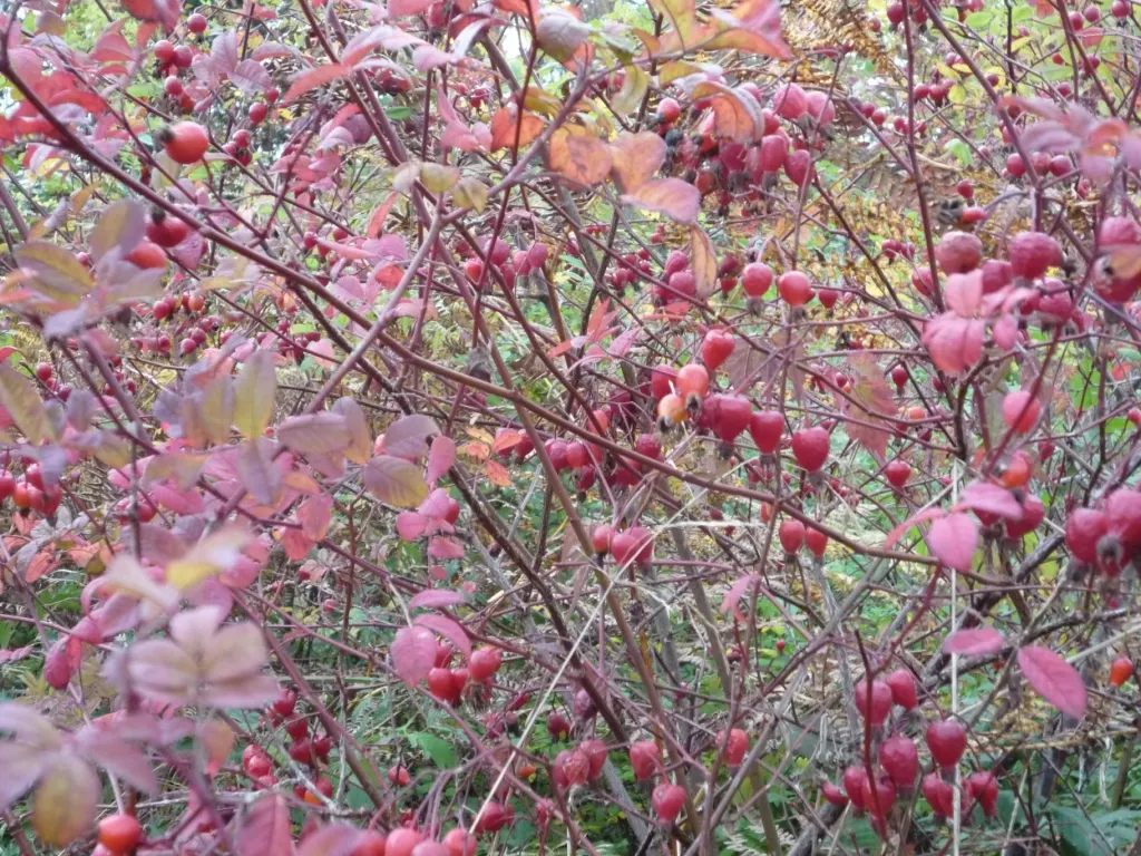Clustered Rose (Rosa Pisocarpa) — The five-petaled flowers flourish from late spring to early summer; the Clustered Rose will indeed be a cherished addition to
