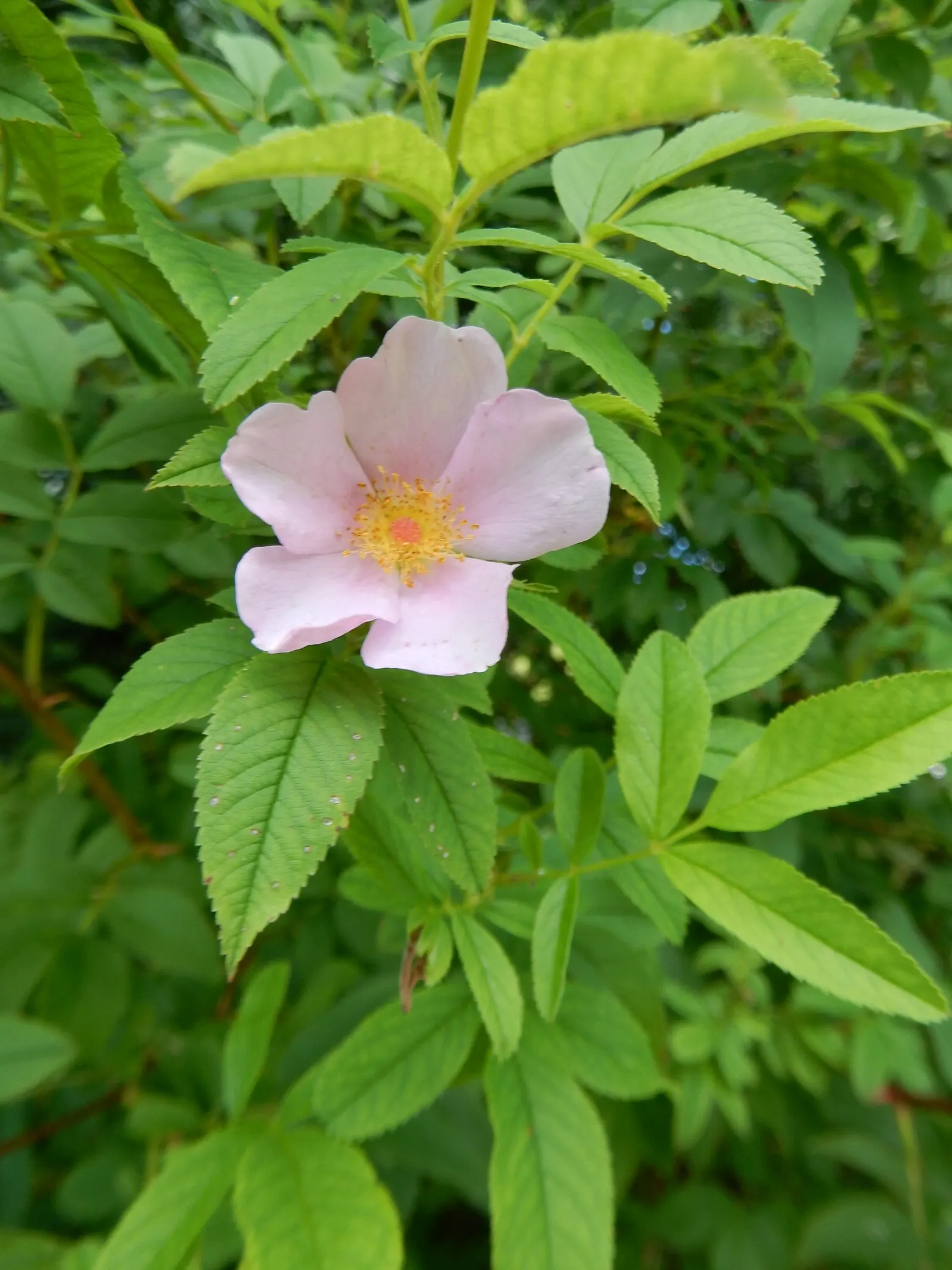 Clustered Rose (Rosa Pisocarpa) — The flowers themselves are a true spectacle, appearing in abundant clusters
