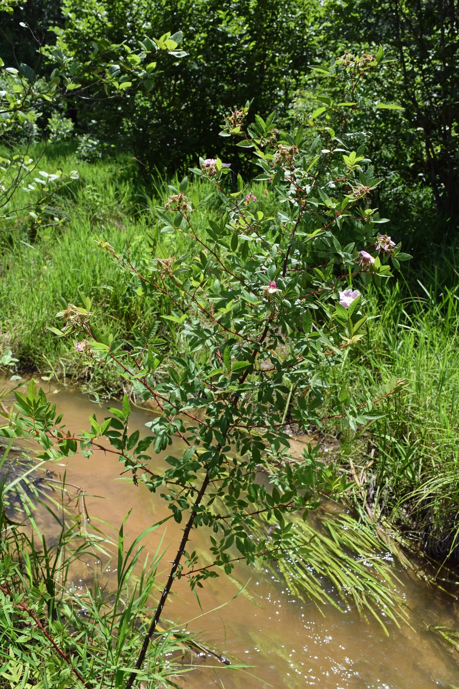 Clustered Rose (Rosa Pisocarpa) — which are around 0.5 inches in diameter