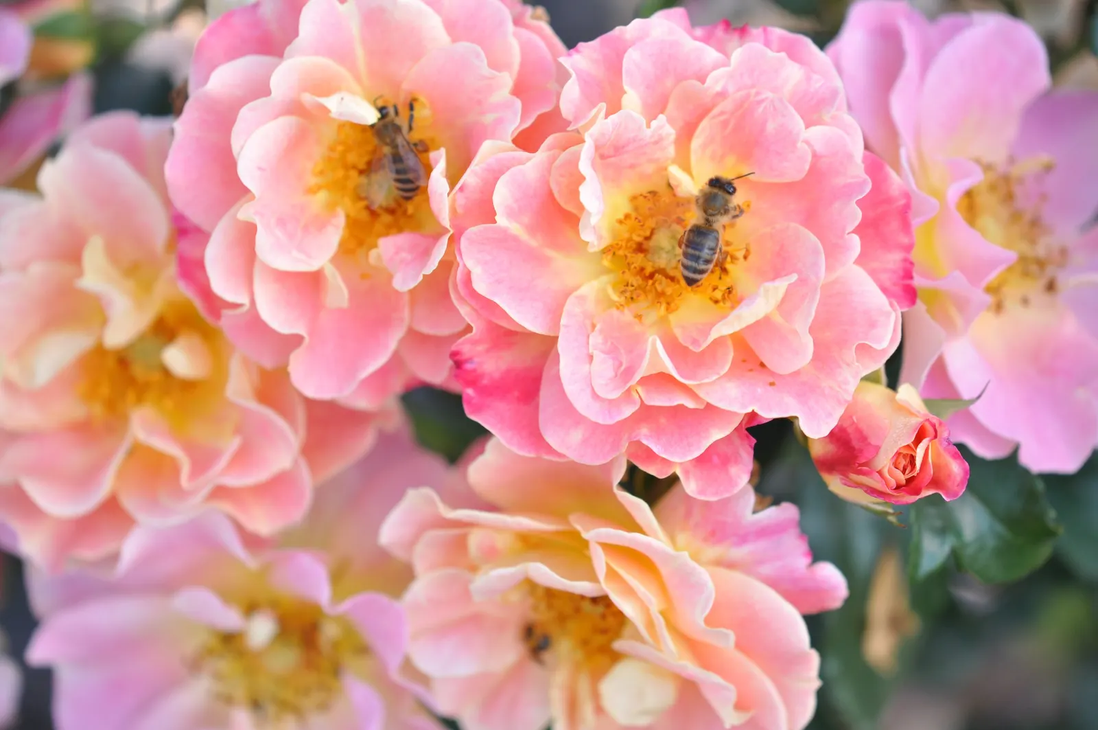 Clustered Rose (Rosa Pisocarpa) — Famed for its tightly grouped pink blossoms, it provides a vibrant display from late spring to early summer; the Clustered