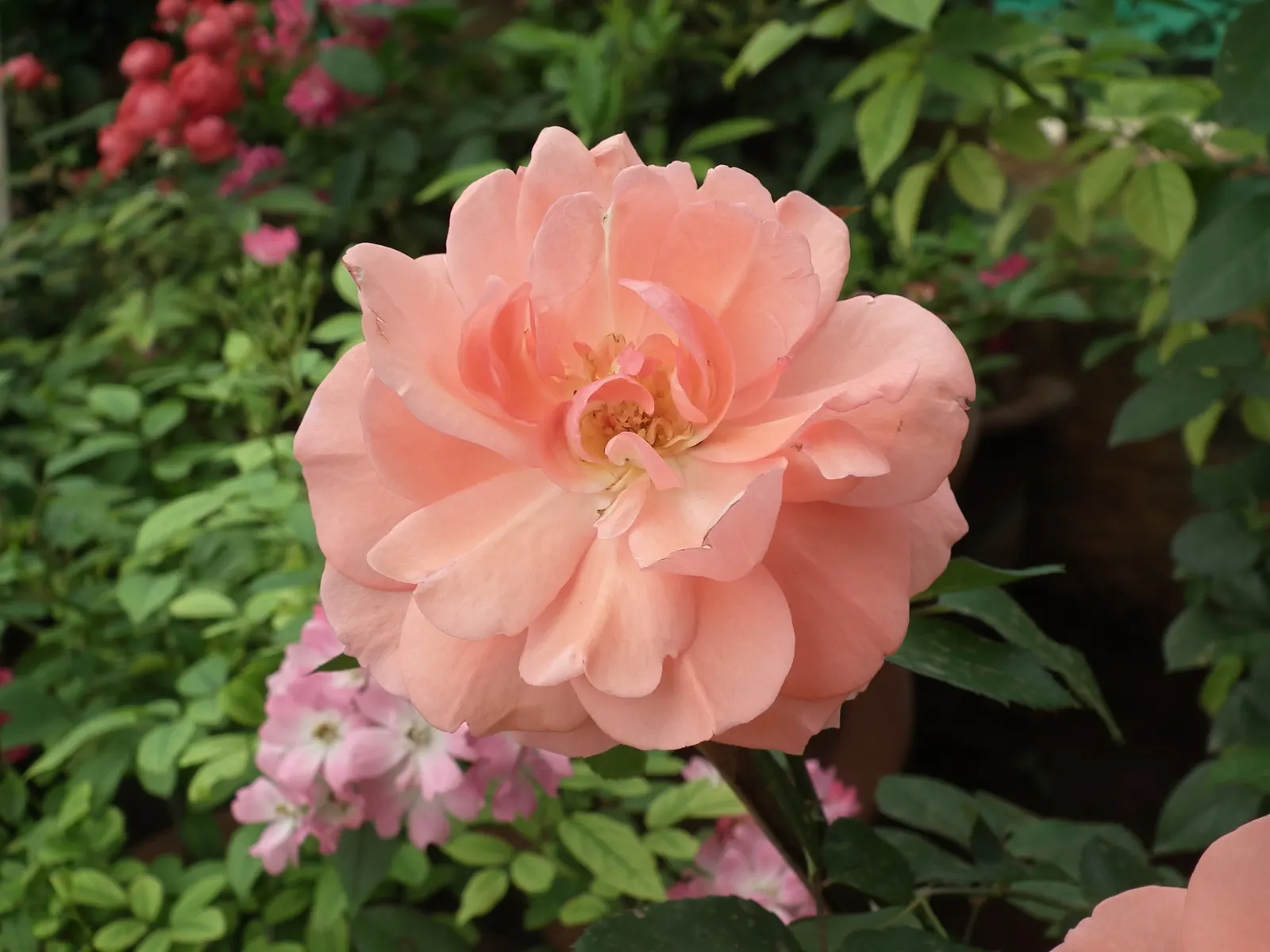 Clustered Rose (Rosa Pisocarpa) — Title: Rosa pisocarpa - The Clustered Wild Rose<br><br>Description:<br>The Rosa pisocarpa; the Clustered Rose will indeed be