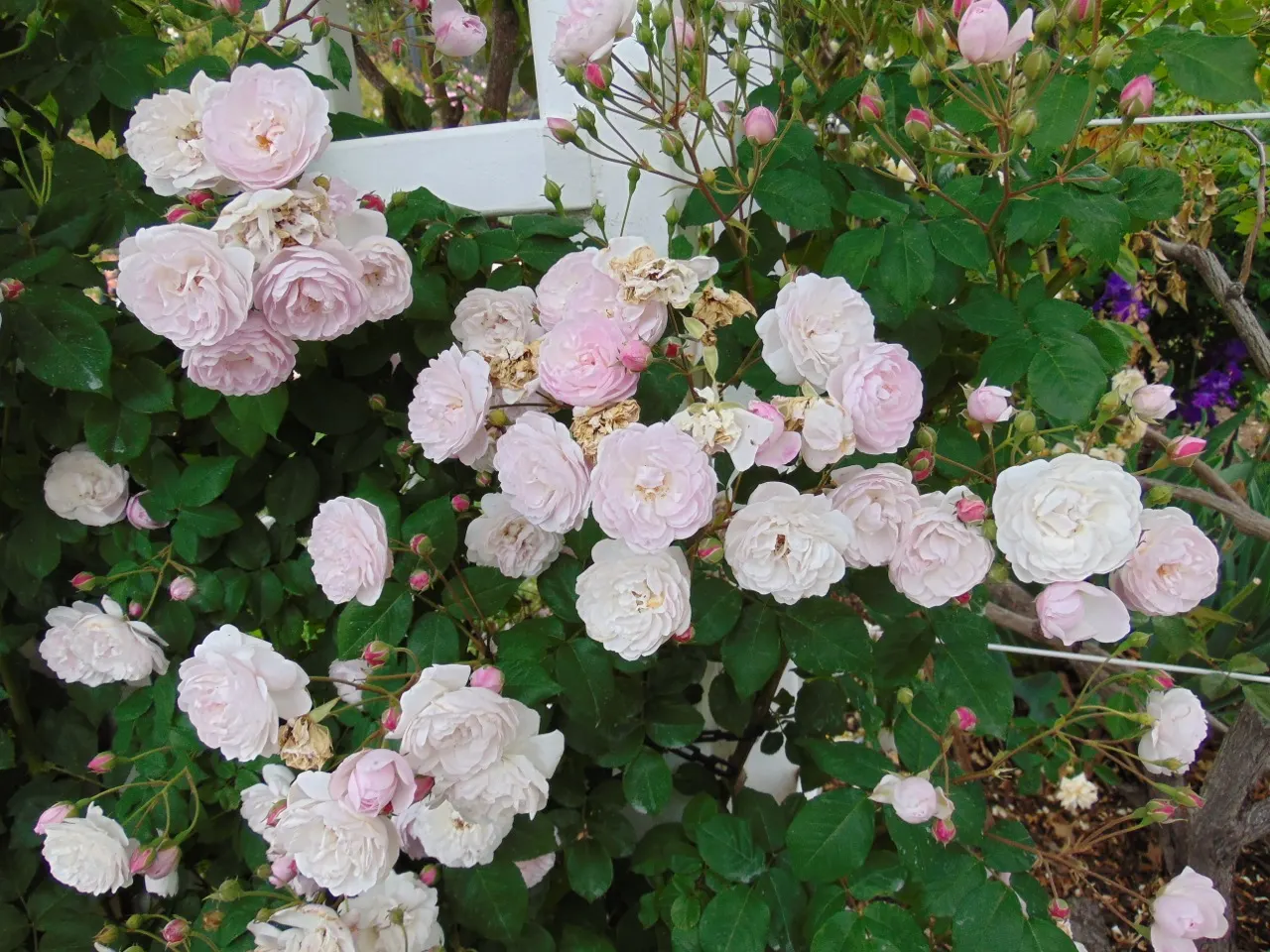 Clustered Rose (Rosa Pisocarpa) — shrub with pink blooms; which are around 0.5 inches in diameter