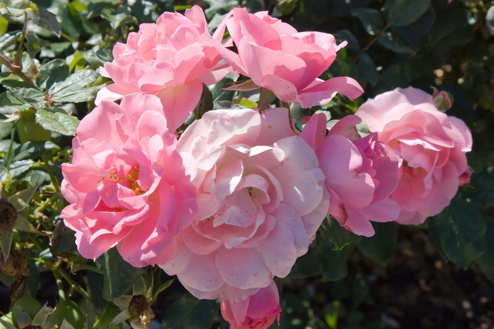 Clustered Rose (Rosa Pisocarpa) — This deciduous shrub typically reaches a moderate height of 3 to 6 feet and can spread equally wide