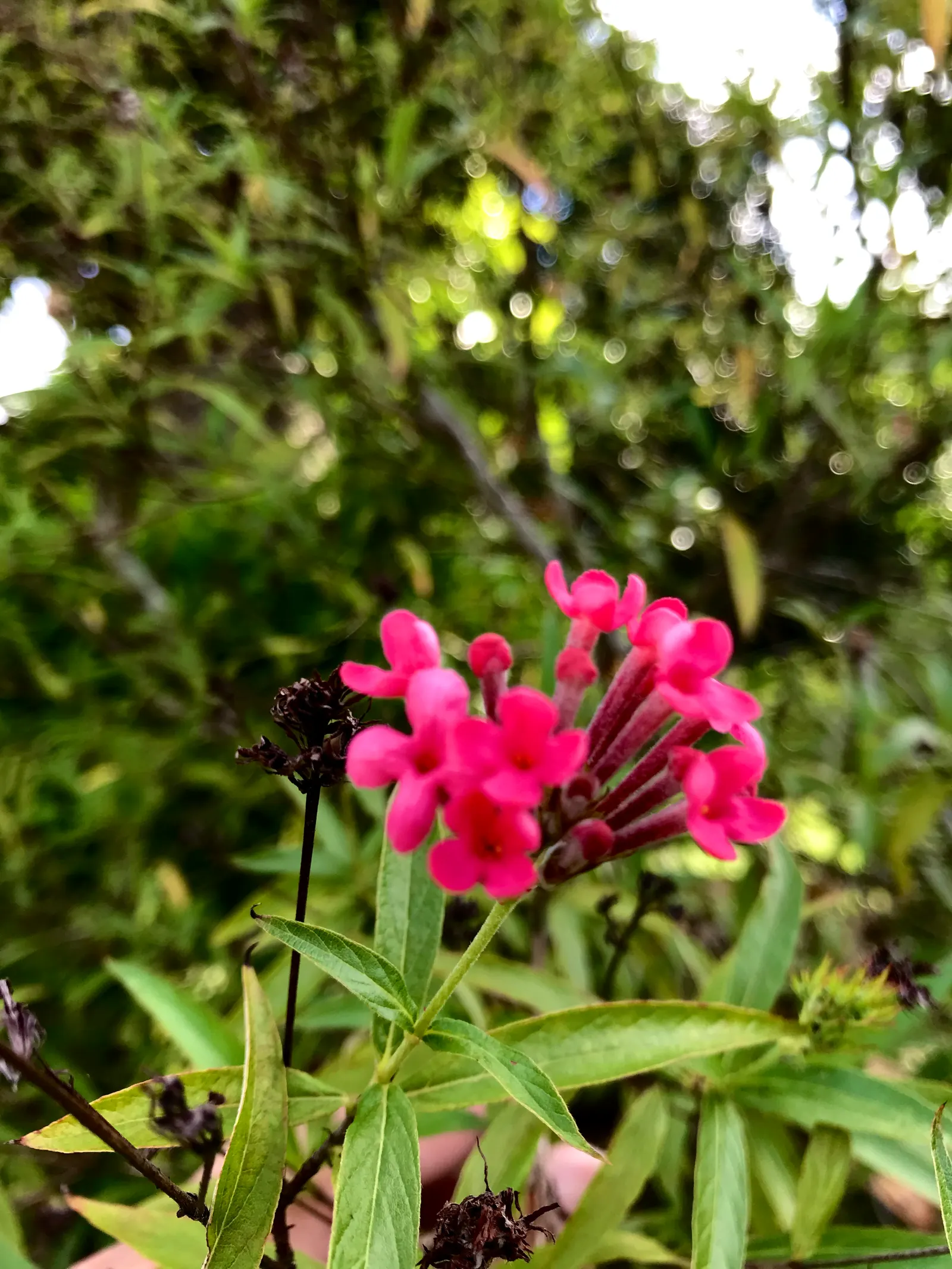 Clustered Rose (Rosa Pisocarpa) — well-drained soils with full to partial sun exposure