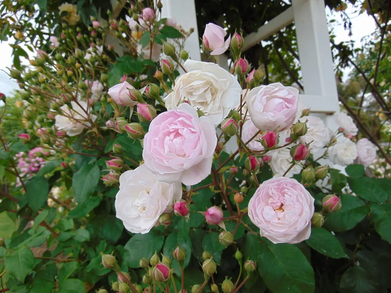 Clustered Rose (Rosa Pisocarpa) — Hardy from Zones 4 to 8, it requires minimal maintenance; which are around 0.5 inches in diameter, image 63
