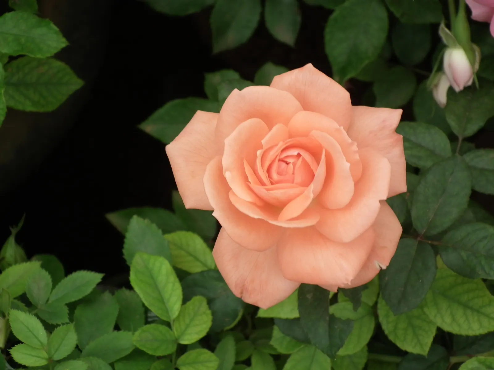 Clustered Rose (Rosa Pisocarpa) — shrub with pink blooms