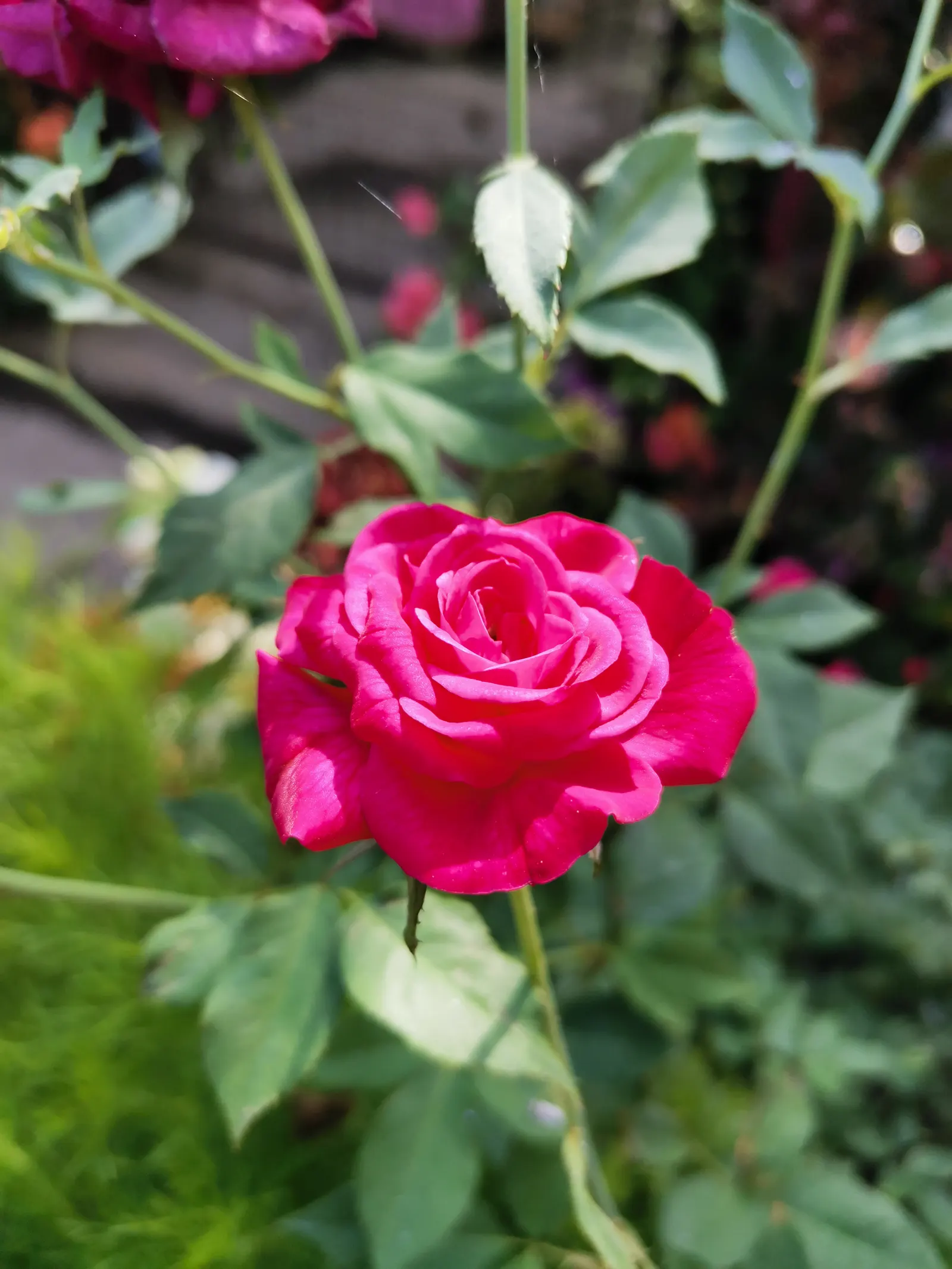 Clustered Rose (Rosa Pisocarpa) — culminating in the development of bright red hips