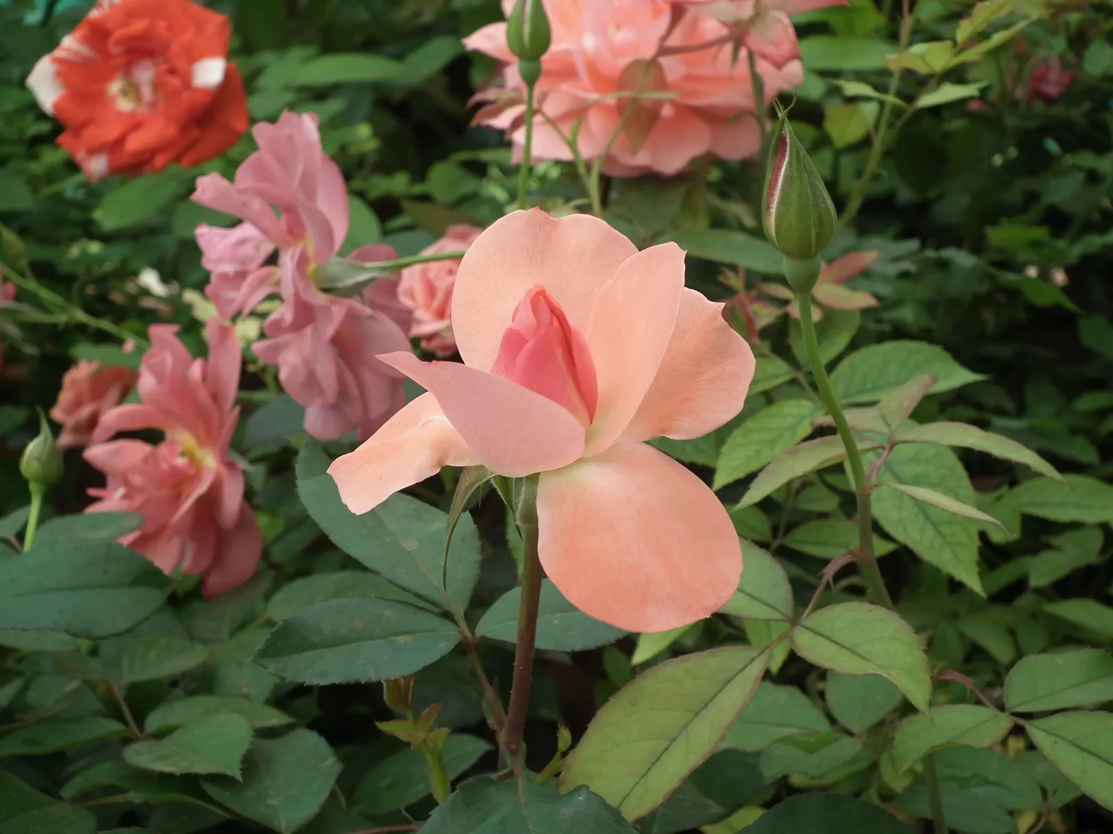 Clustered Rose (Rosa Pisocarpa) — shrub for full or half; the Clustered Rose will indeed be a cherished addition to your garden ensemble
