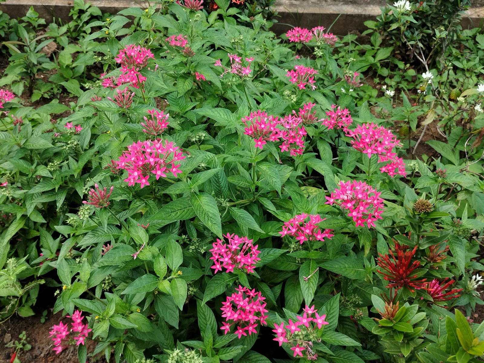 Clustered Rose (Rosa Pisocarpa) — Each soft-pink bloom spans roughly 2 inches across and emanates a gentle; this deciduous shrub typically reaches a moderate